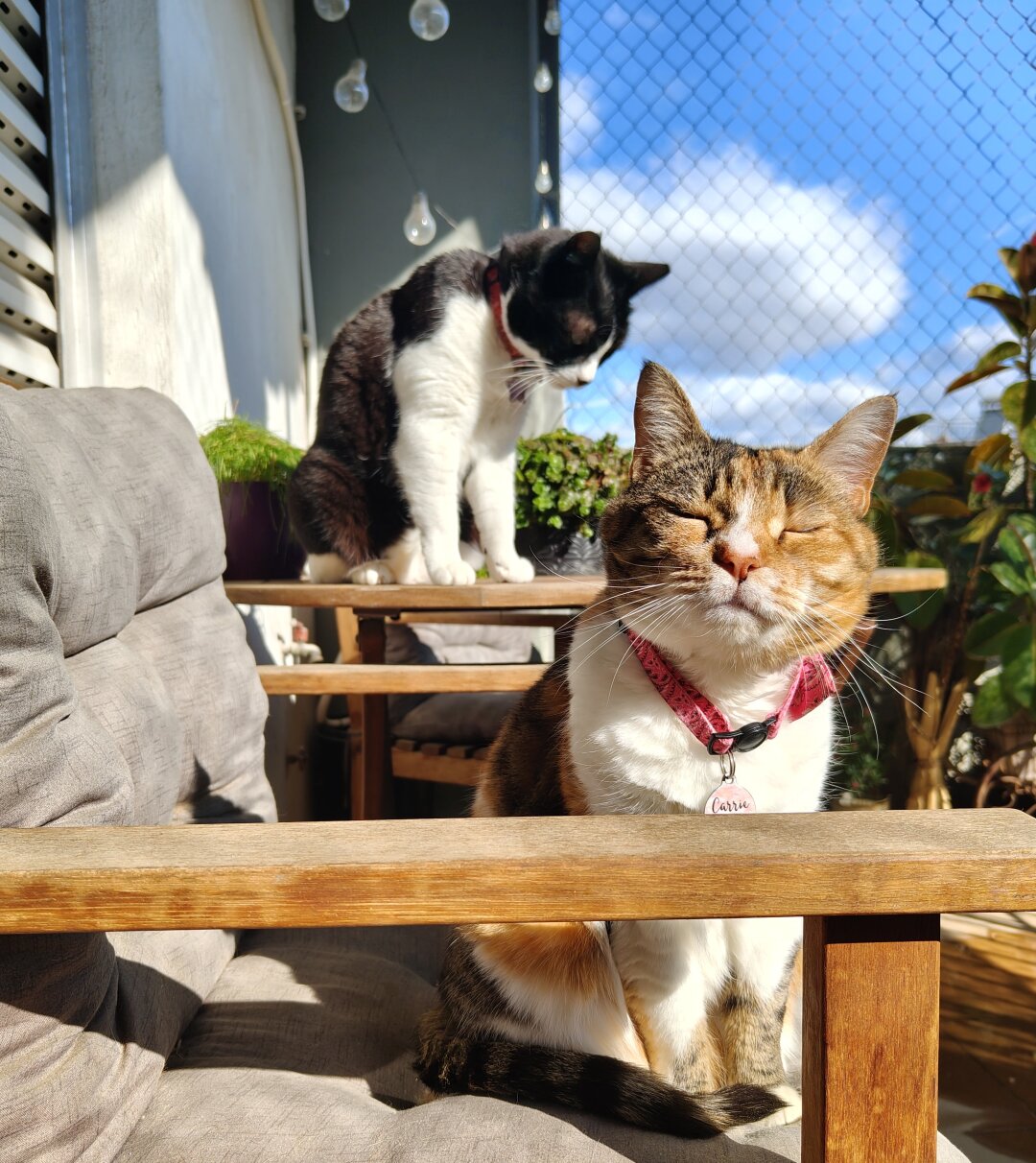My calico cat Carrie and my tuxedo cat Tiffie enjoying the sun out on the balcony