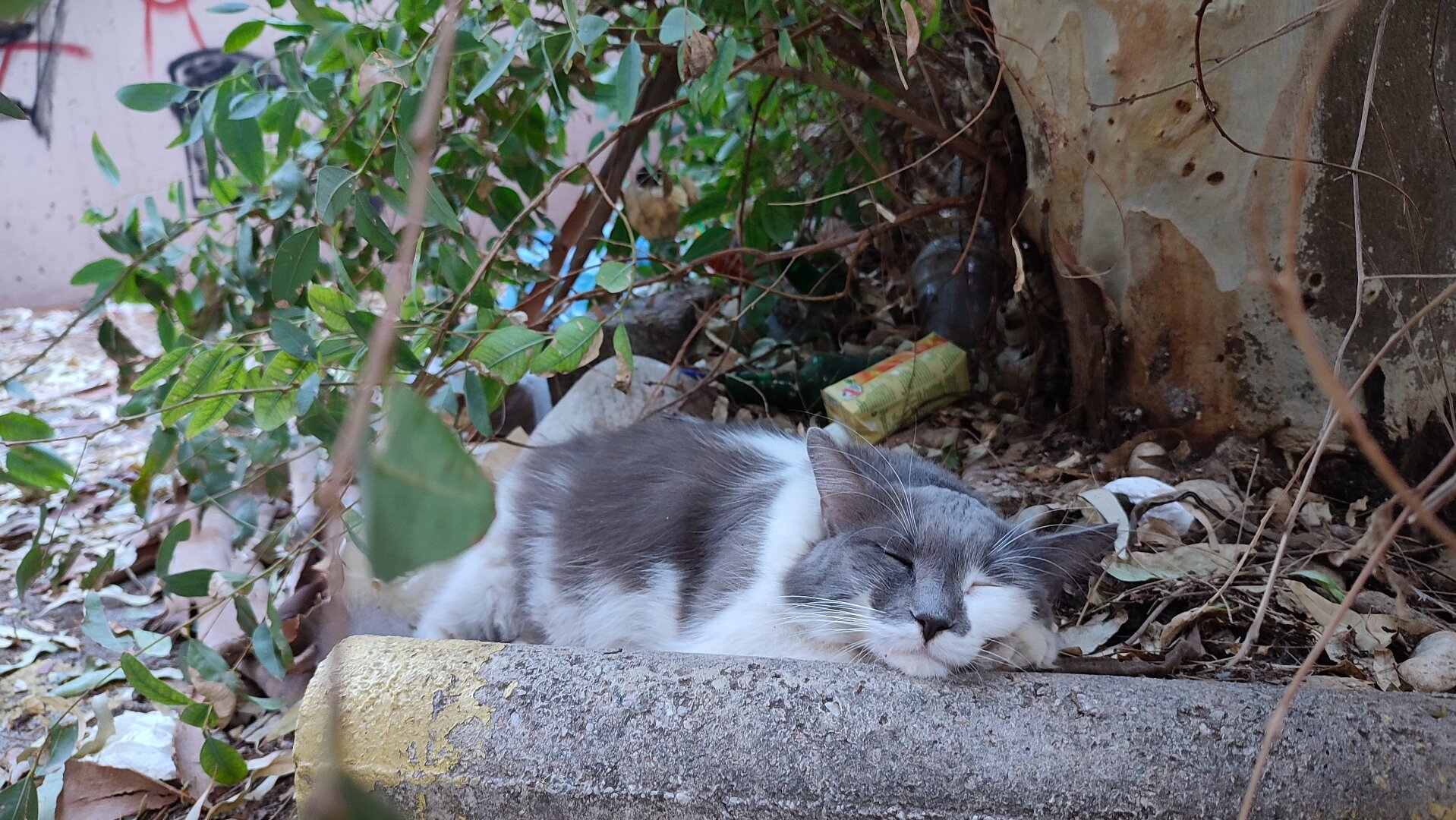 A deeply asleep grey and white long haired stray cat
