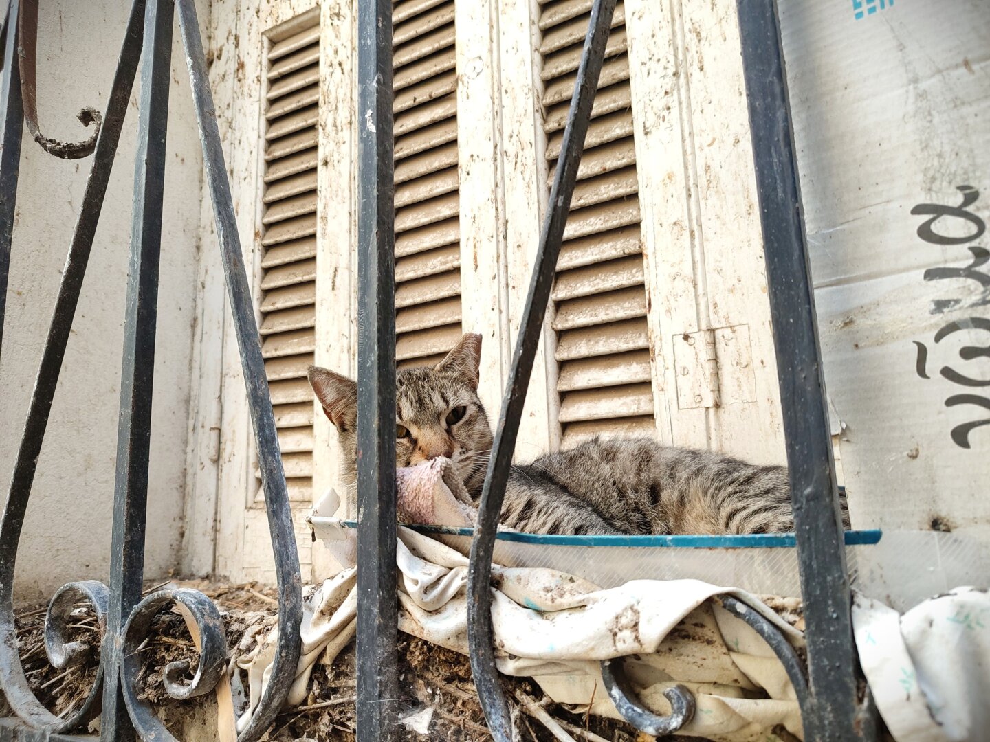 A stray tabby cat casually lounging in a cardboard box inside the fenced space of the front window of a very old clearly abandoned house.
