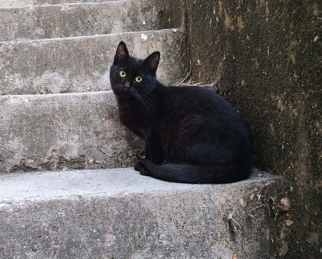 a pitch black stray male kitten standing on the steps of an outside staircase