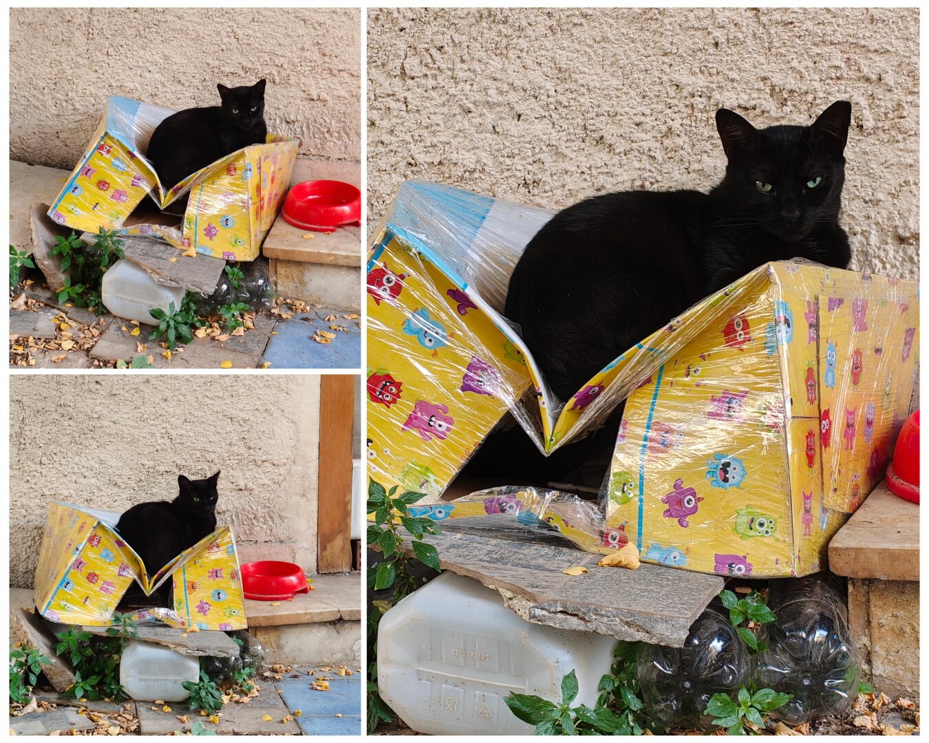 A black, male stray cat casually sitting on top of a makeshift house made of cardboard with cute cartoon illustrations on it, totally crushing it with his weight as he appears totally unbothered while the little house's roof has collapsed inwards.