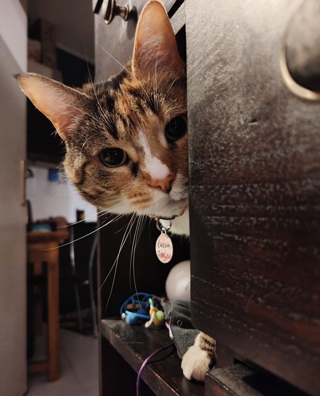 My calico cat Carrie poking her head out from a shelf where she was hiding