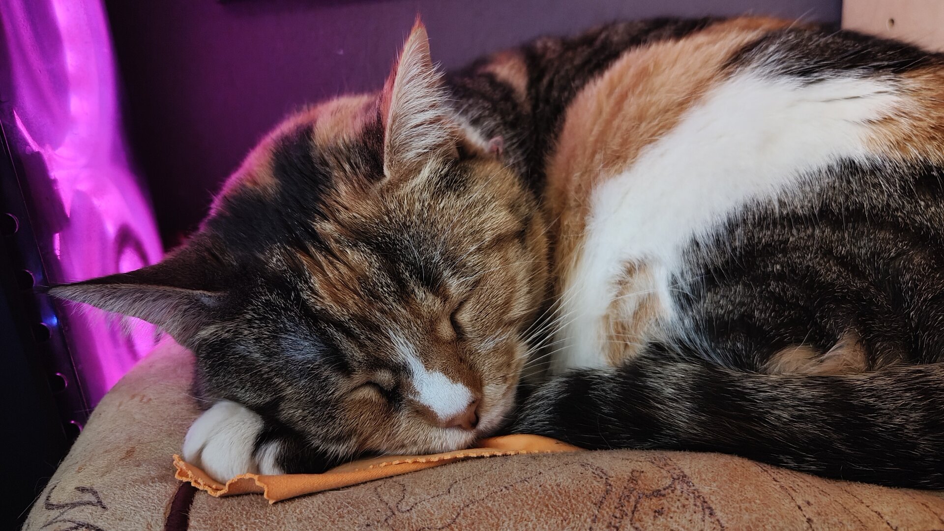 My calico cat Carrie deeply asleep resting her head on an eyeglass cleaning cloth she was playing with.