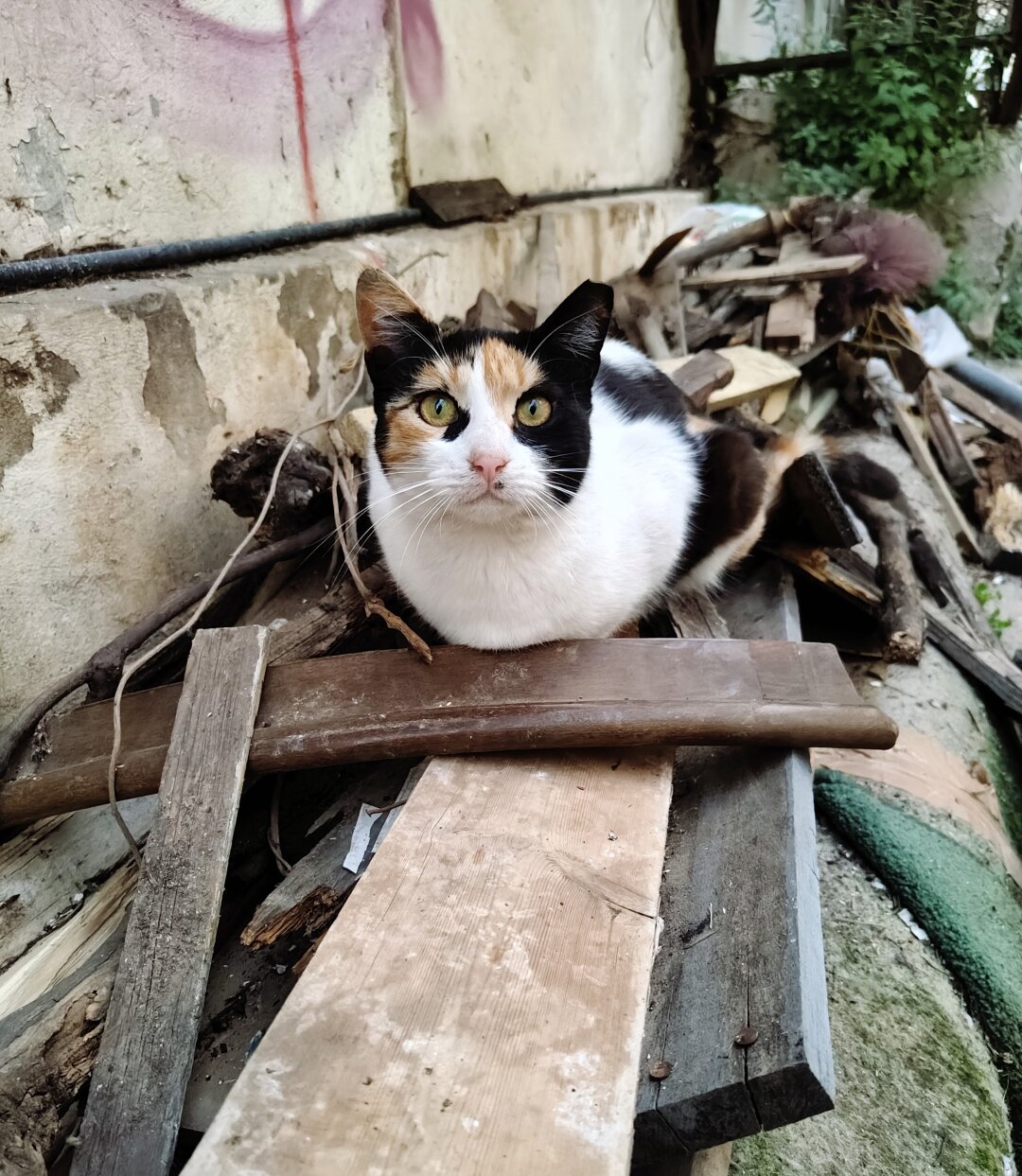 A stray calico cat with large black and orange patches lounging on a pile of discarded wooden planks.
