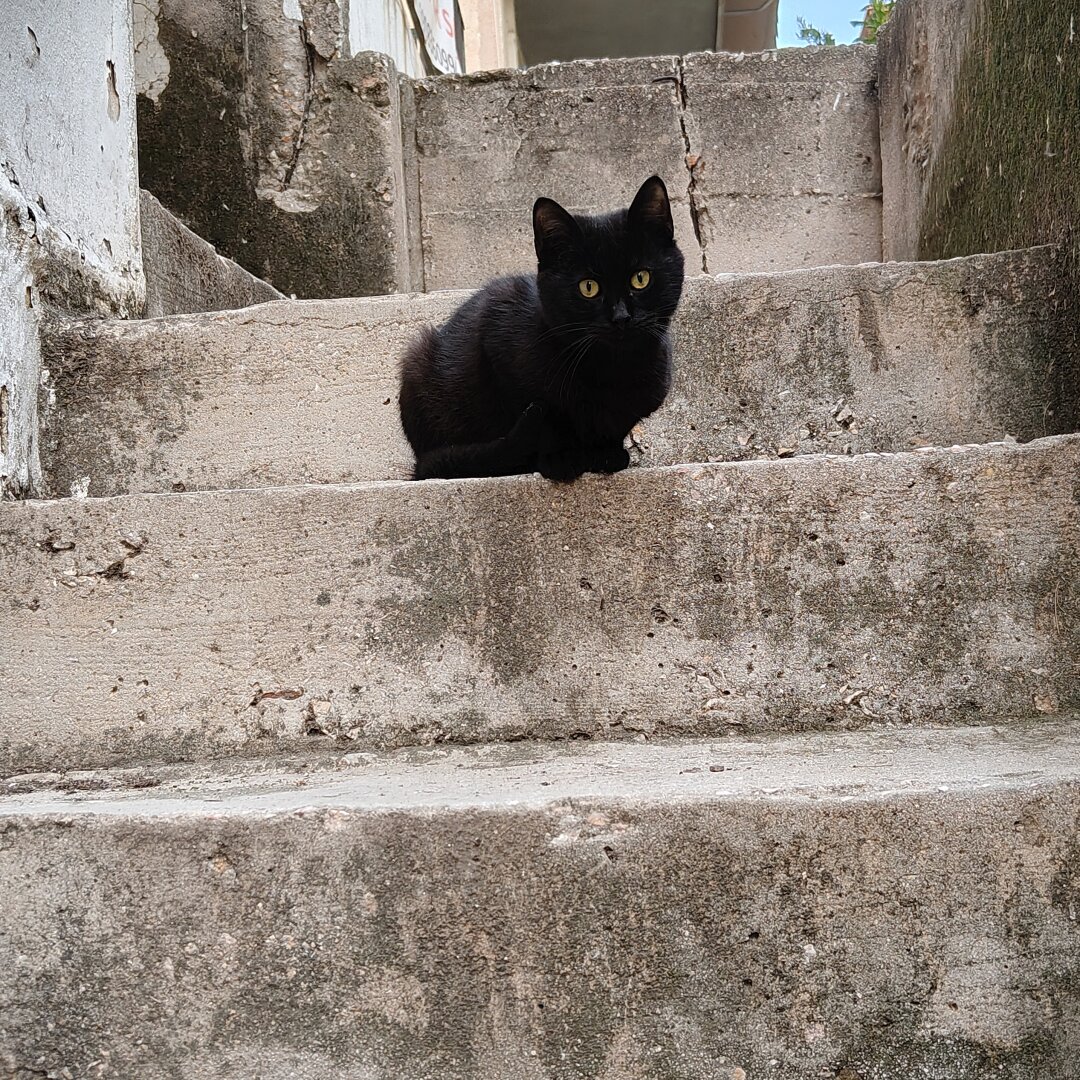 A pitch black male stray kitten sitting on the stone steps of an outdoors staircase.