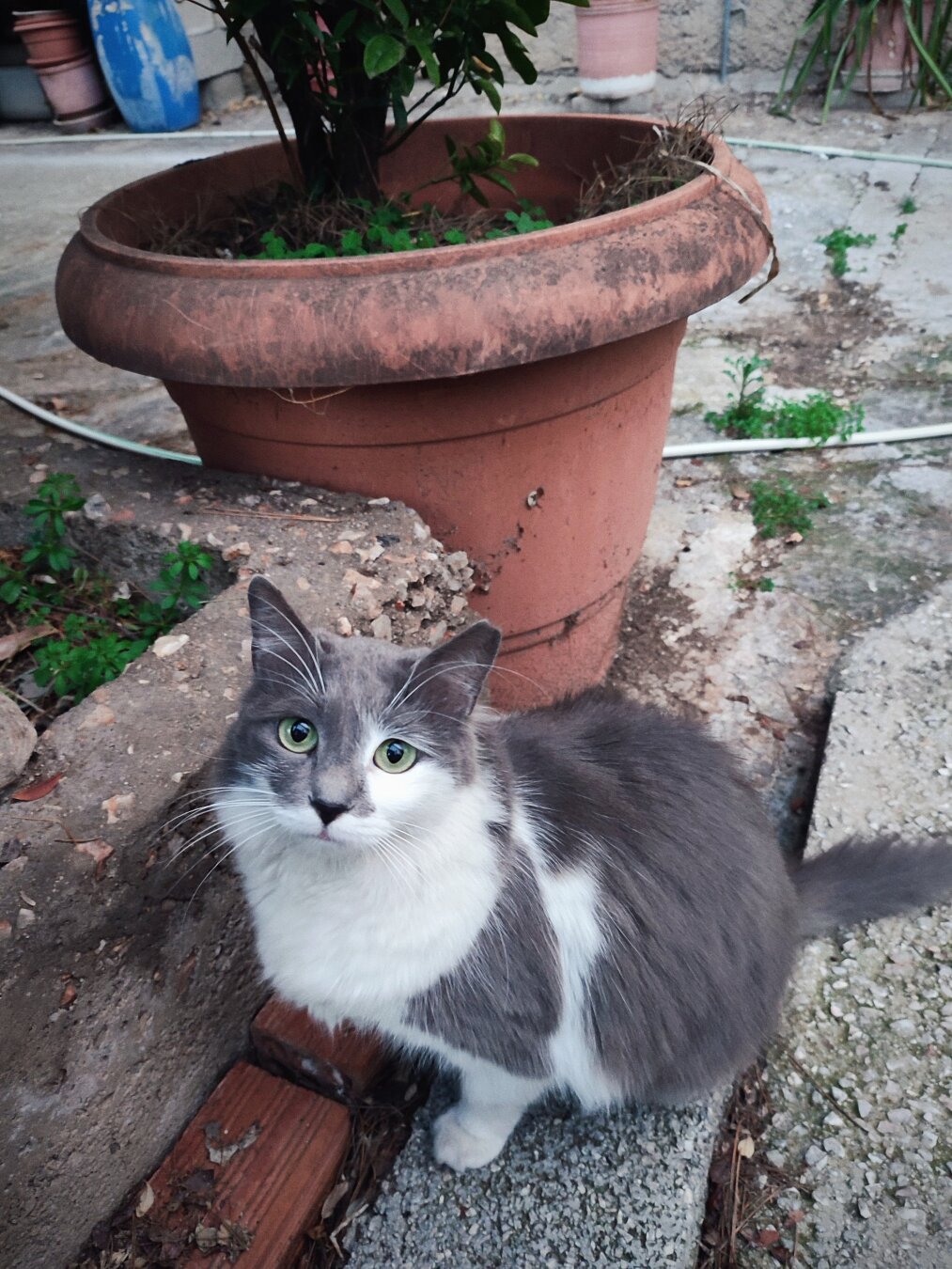 A long haired gray and white stray cat standing next to a potted plant outdoors staring towards the camera