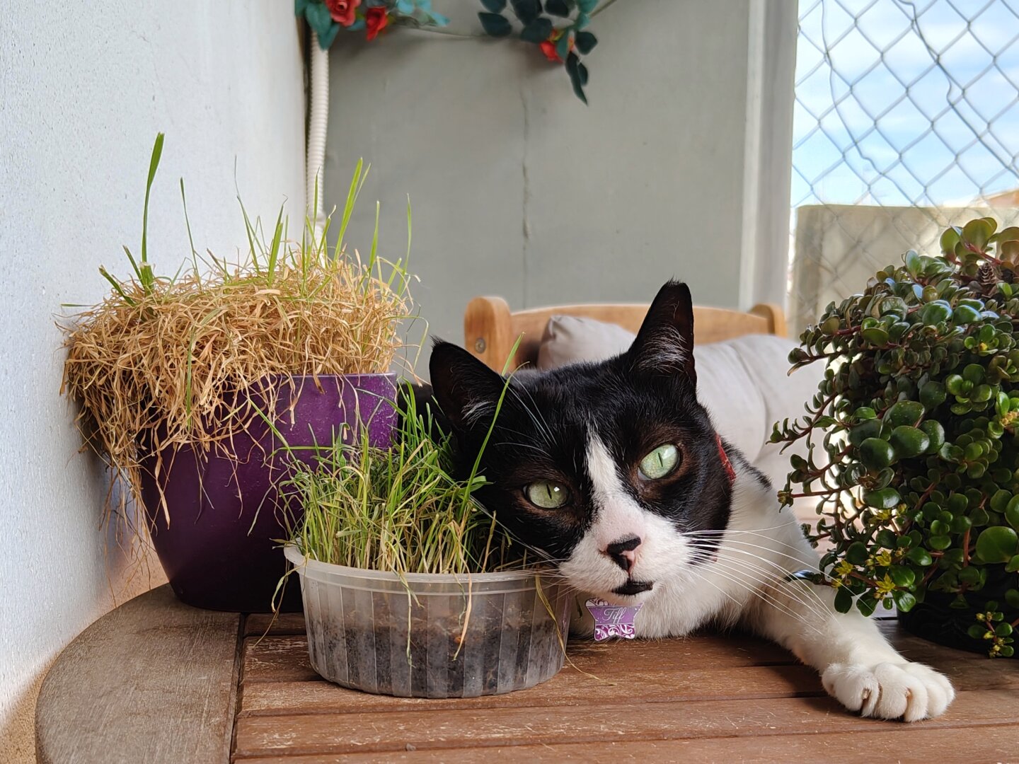 My tuxedo cat Tiffie casually lounging on the wooden balcony table among some potted plants.