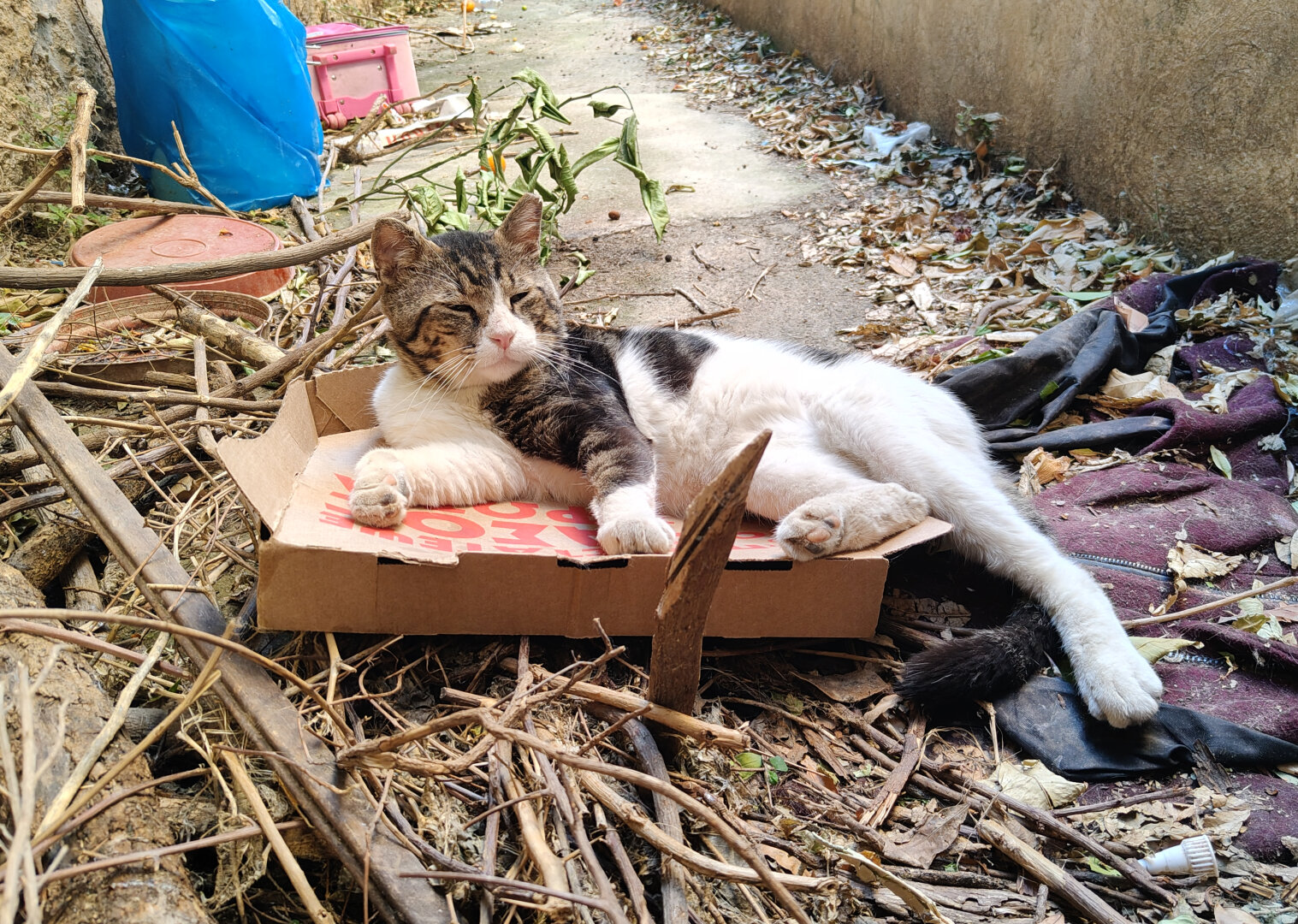 Photo of a small back alley with a male stray tabby and white cat with a calm and content look on his face, casually lounging on a discarded pizza box thrown on top of a pile of cut branches, old clothing, and other trash, with several other discarded items visible behind him.