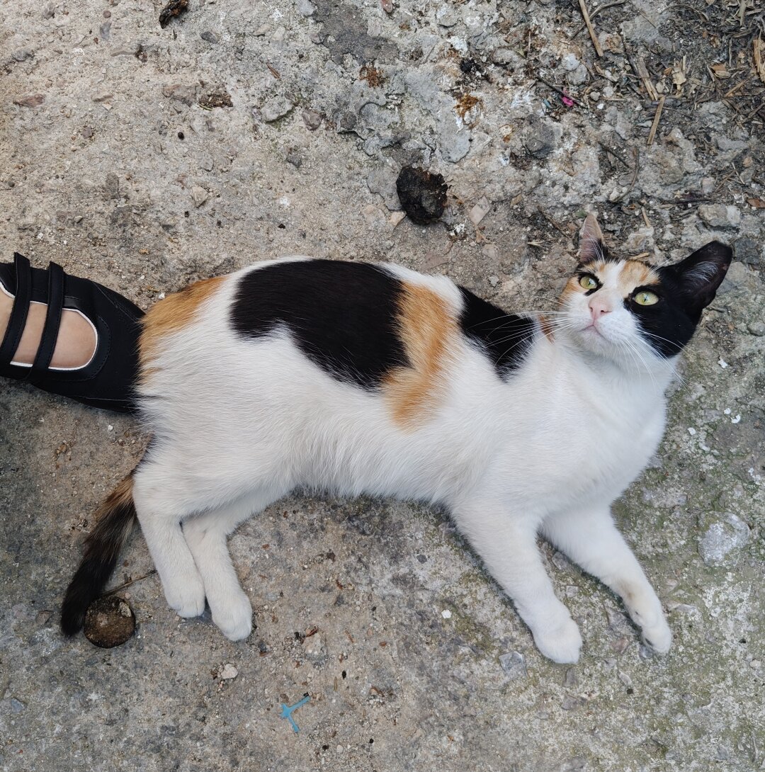 A calico stray cat with large orange and black spots casually lounging on the pavement.