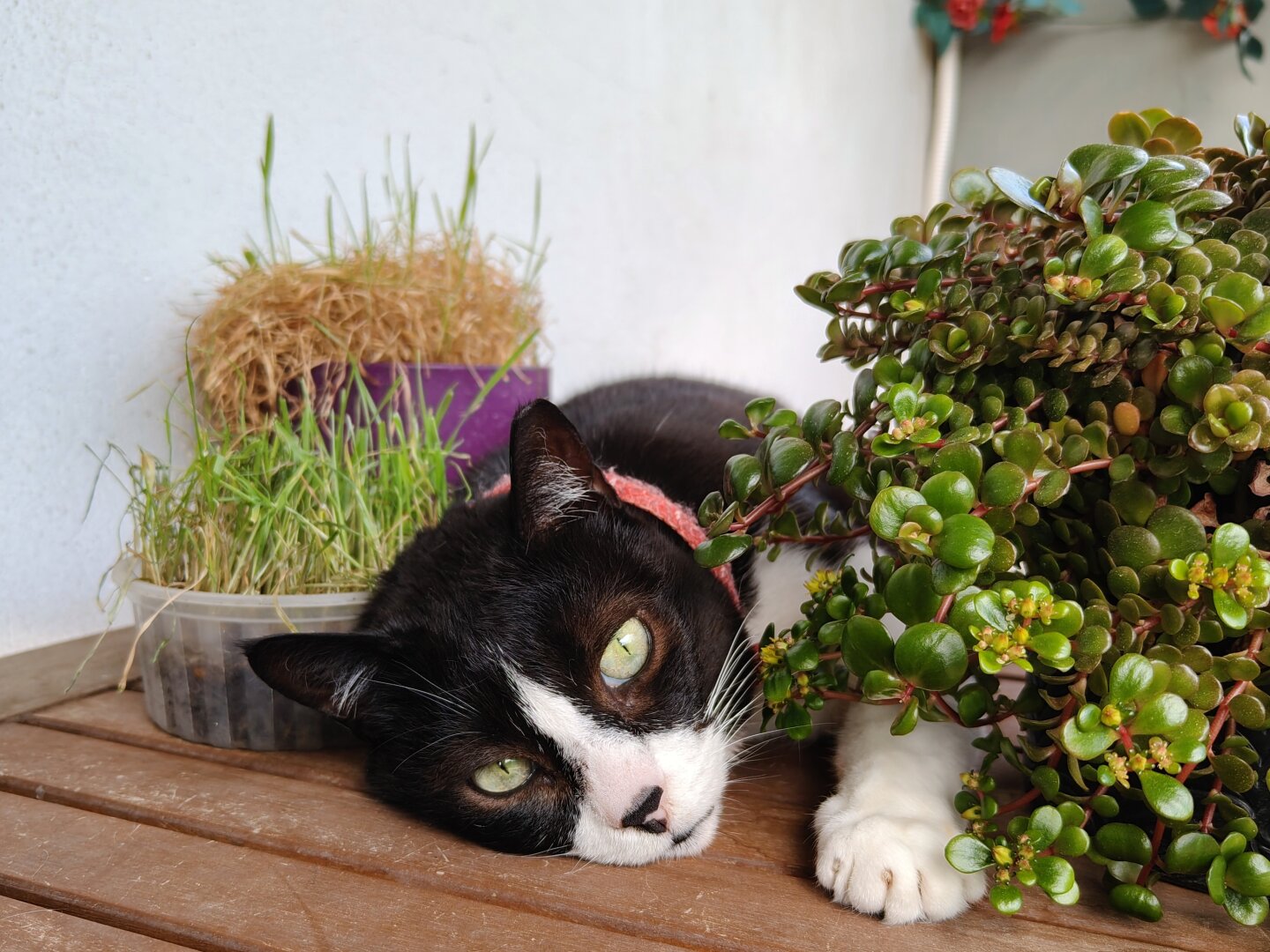 My tuxedo cat Tiffie casually lounging on the wooden balcony table among some potted plants.