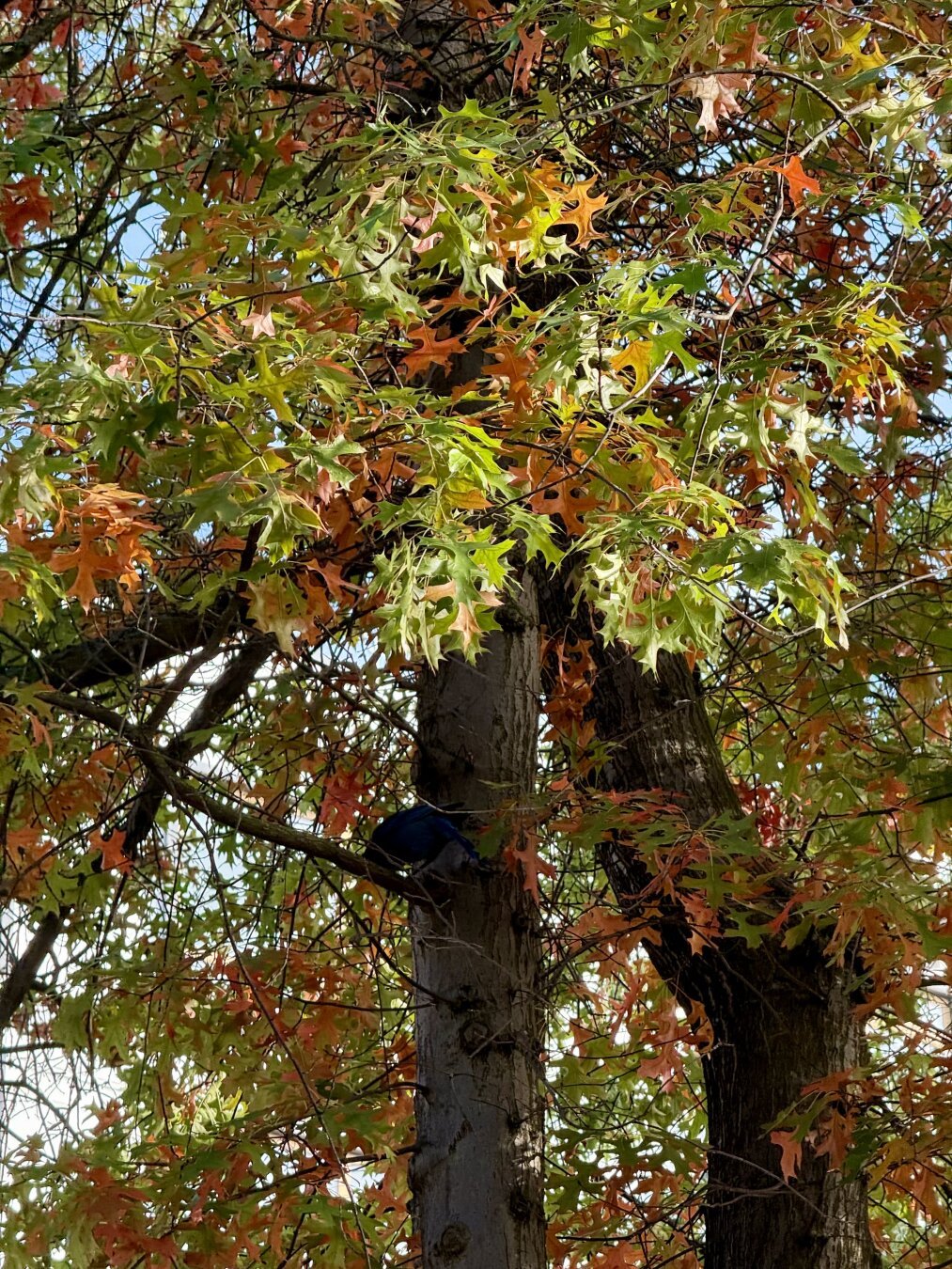 A Stellar’s Jay hidden in the middle of an oak tree.