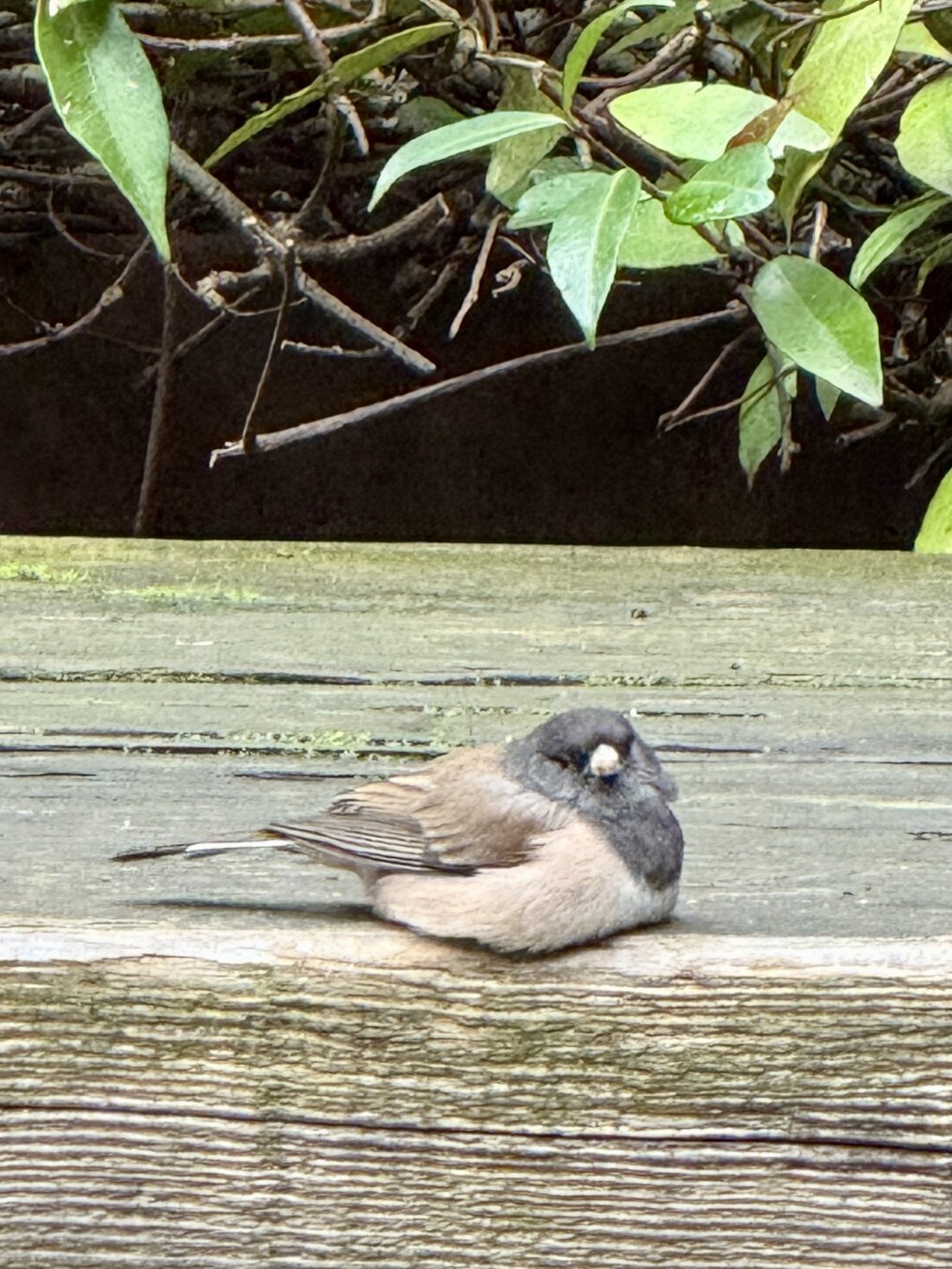 A cute little bird all spread out resting outside.