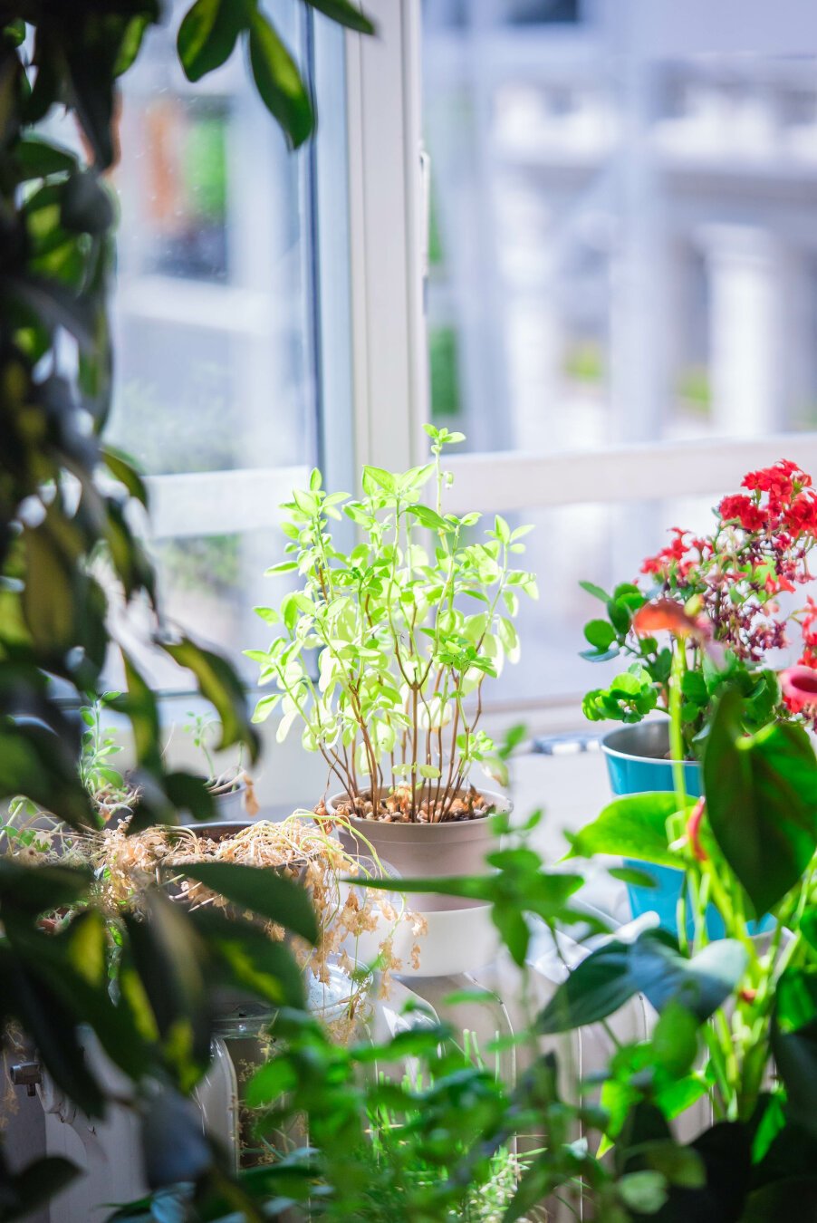 House plants and herbs in front of an open window, looking outside, sun coming in.