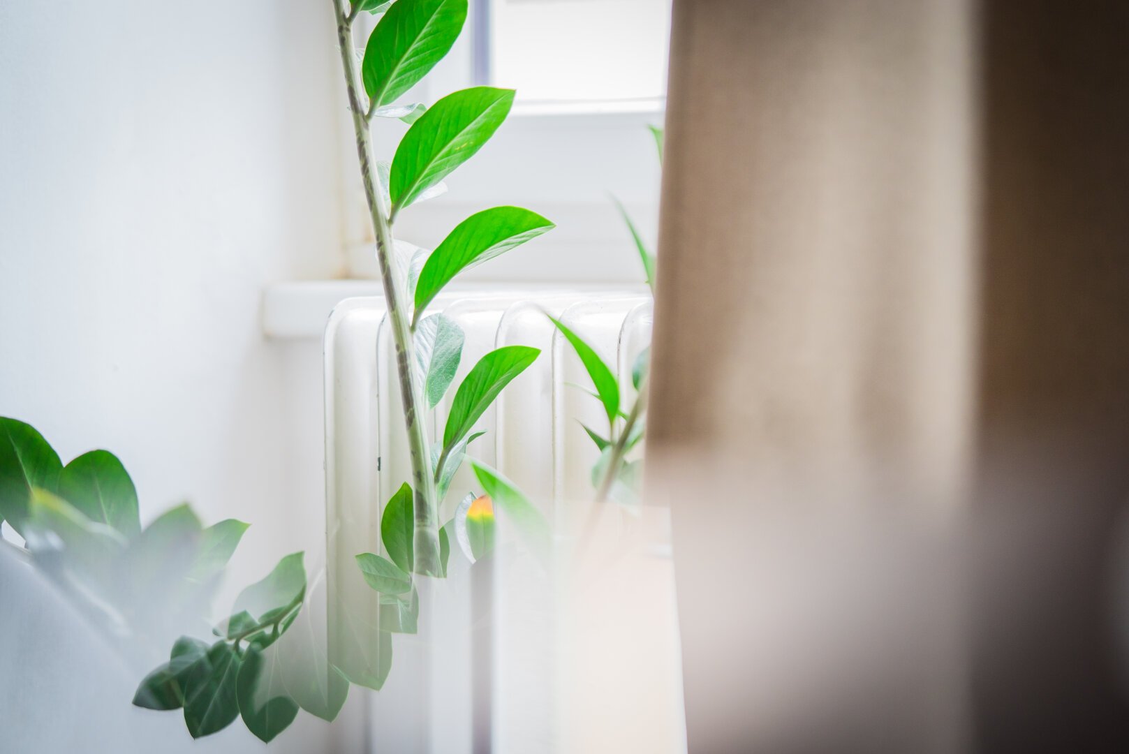 A houseplant in front of a window half-closed by a sand-coloured curtain. A reflective surface close to the camera lens creates an odd effect.