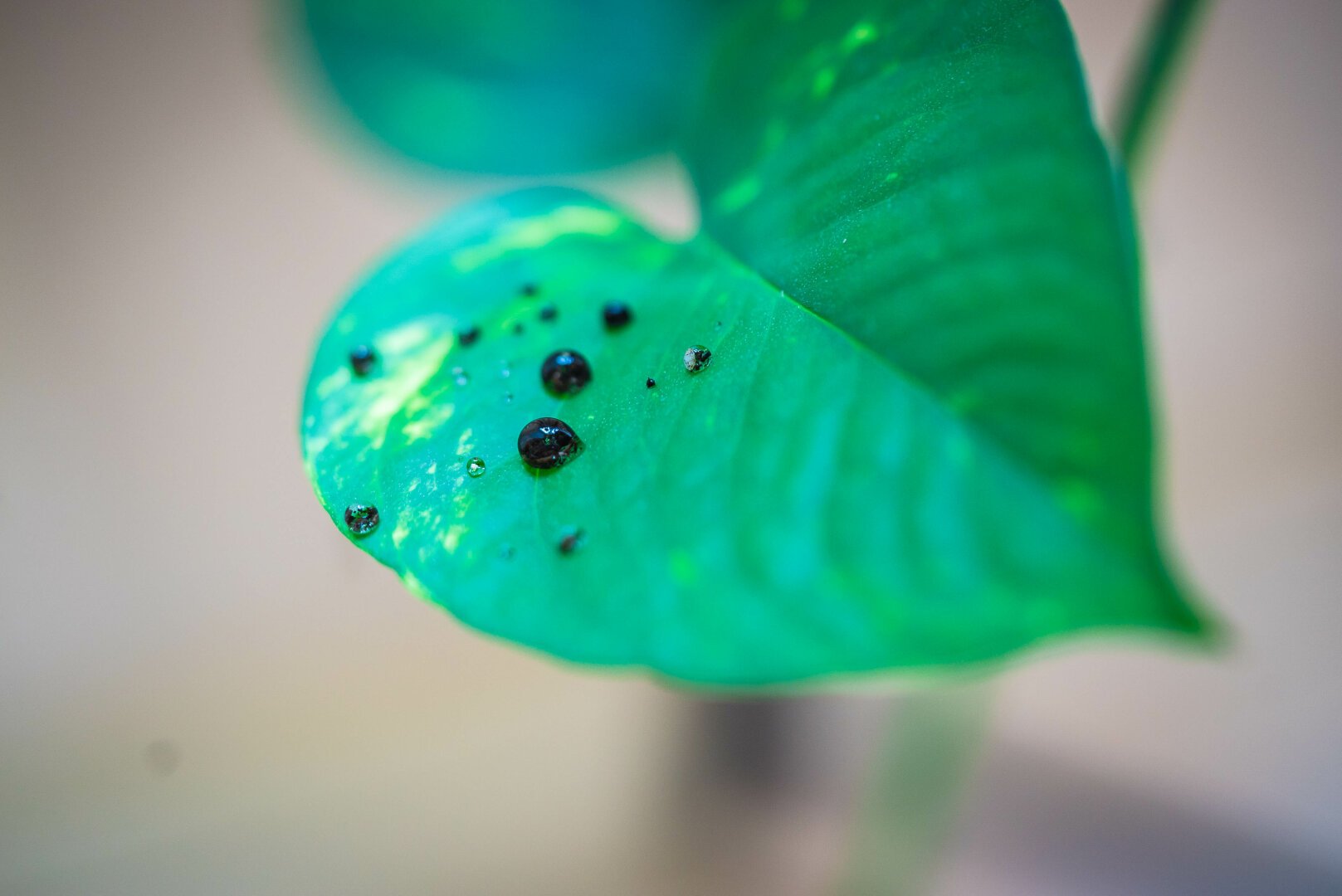 Drops of water filled with soil on a green Pothos leaf