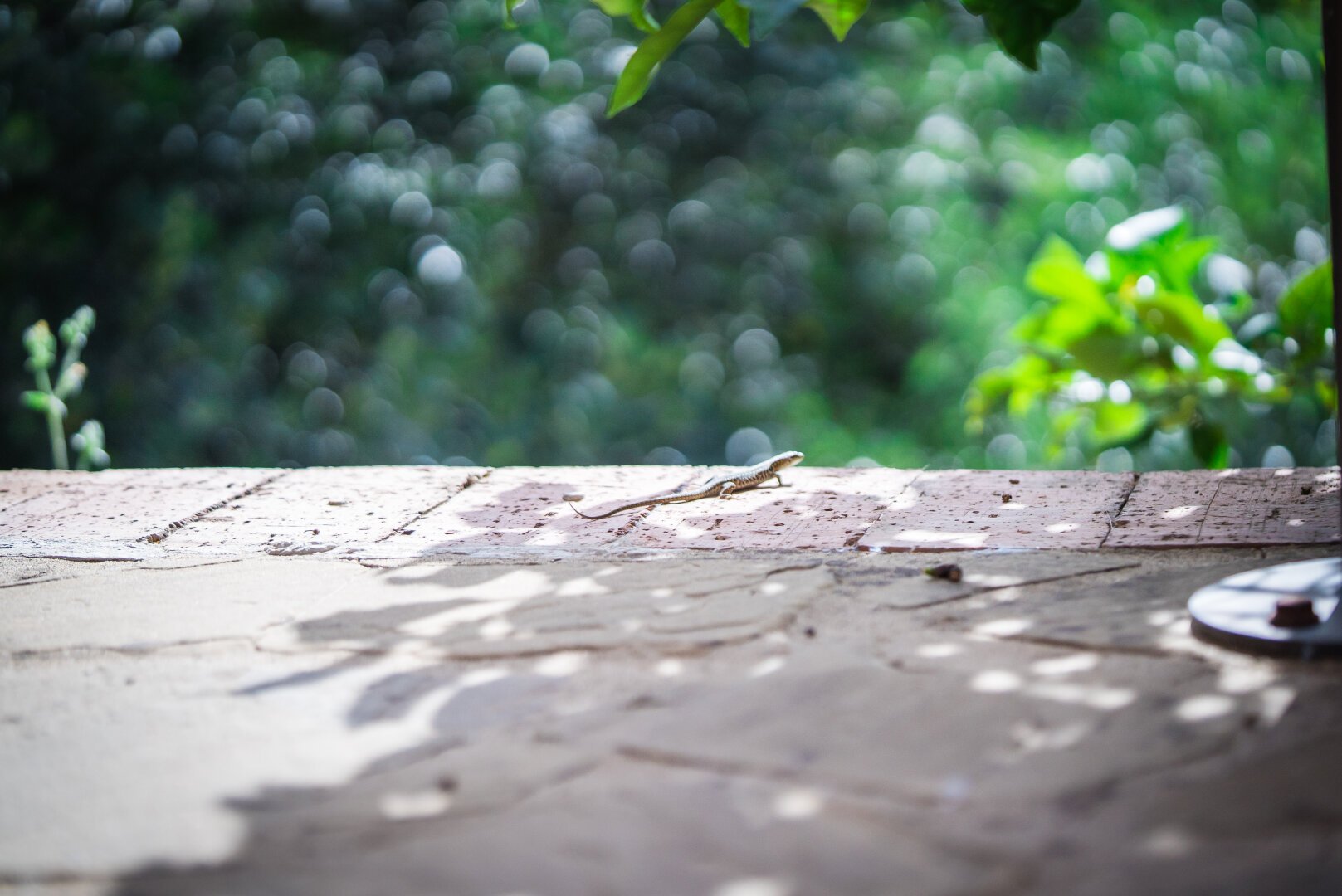 A gecko on a stone terrace in Italy