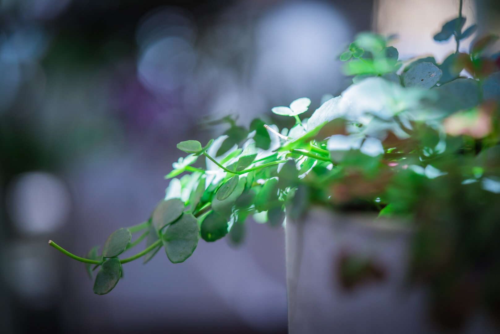 A macro shot of green leaves lit up by the sun