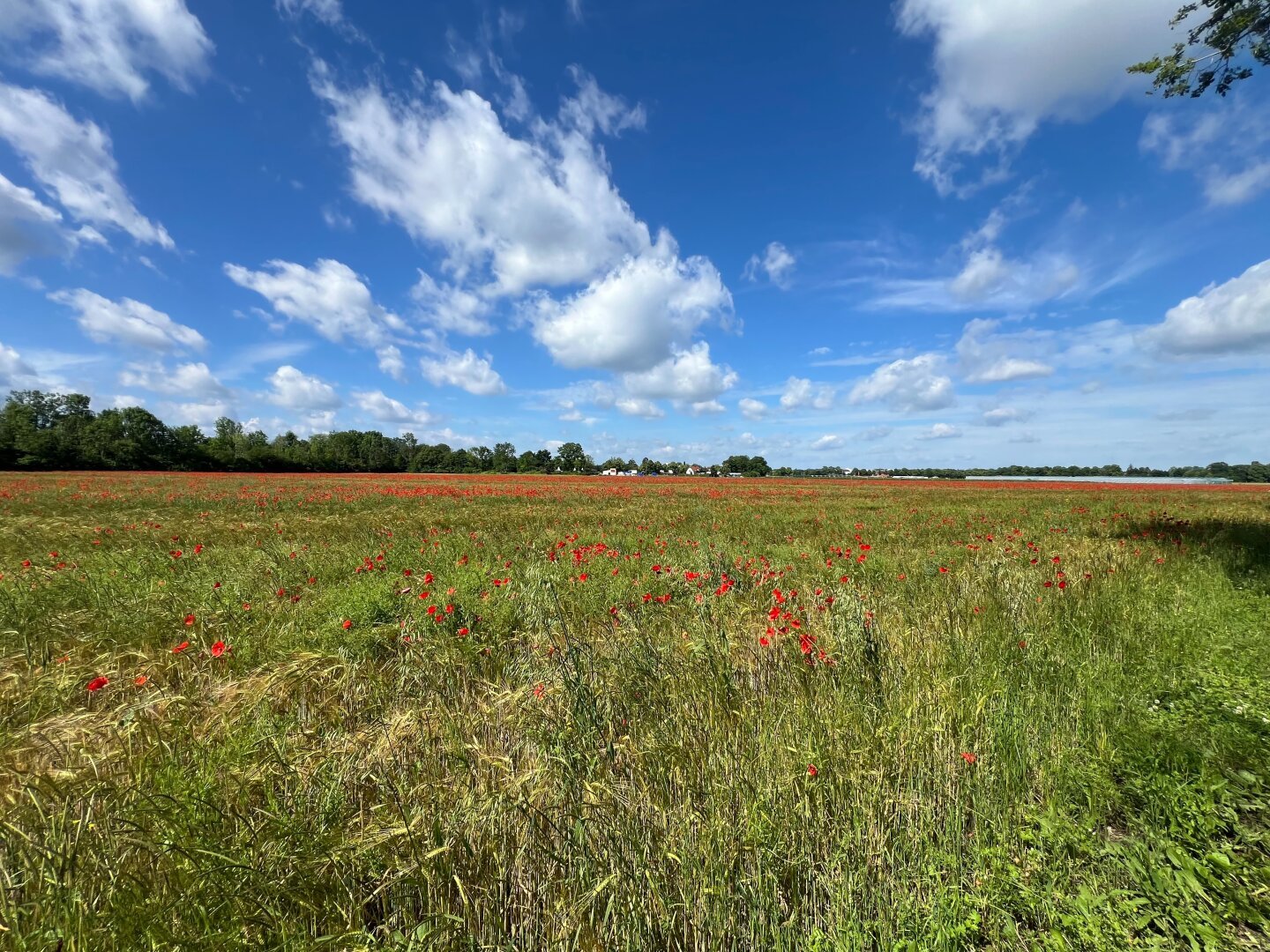 Rapsfeld mit roten Mohnblumen