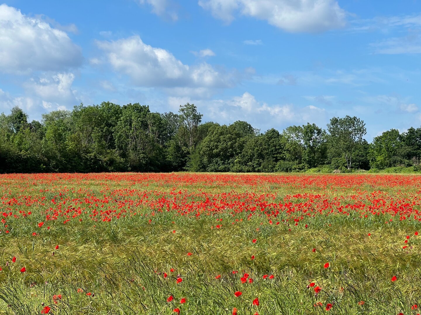 Rapsfeld mit roten Mohnblumen