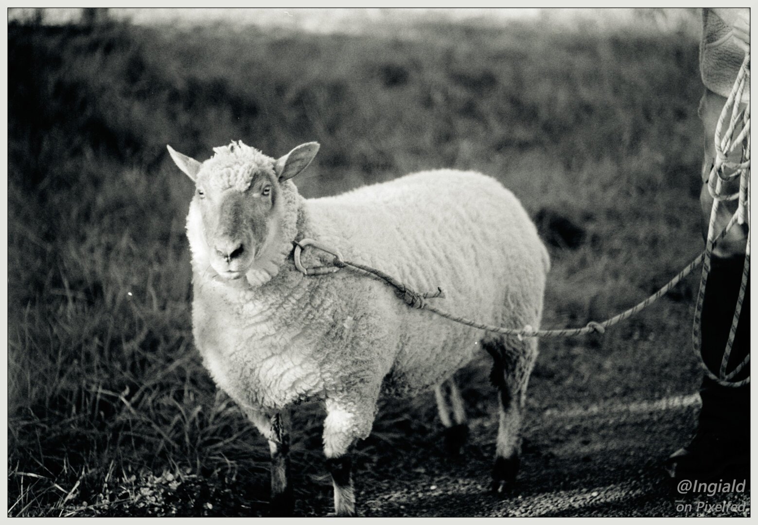 Black and white picture of a ewe standing proudly with a carabineer and climbing rope leash.