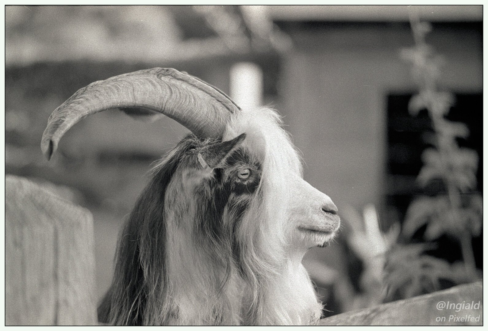 Black and white picture of a buck in profile looking to the right of the frame. It's coat is white with black and grey splotches. It has big horns curling backwards. This guy has white bangs flowing over his forehead.