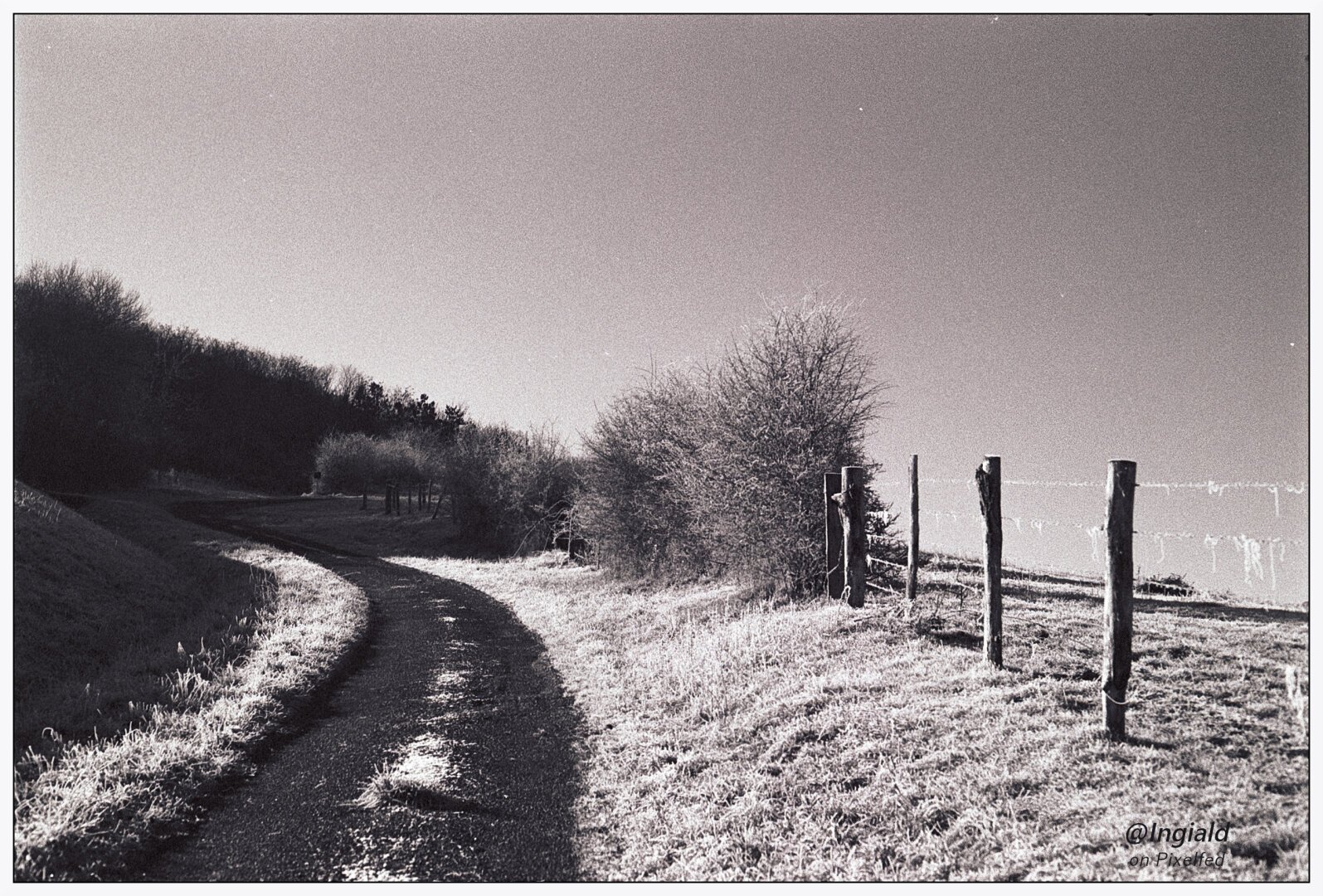 Black and white picture of a winding road with a barbed wire fence on its right side. Some shrubbery growing into the fence. A bright morning sun illuminates the frosted grass and the clumps of wool hanging from the barbed wire.

📷minolta X-500 - 50mm 1.4 MD Rokkor with yellow filter
🎞 adox CMS 100 II
🧪 FX-39 II 1+19, Scanned plustek Opticfilm 8200i