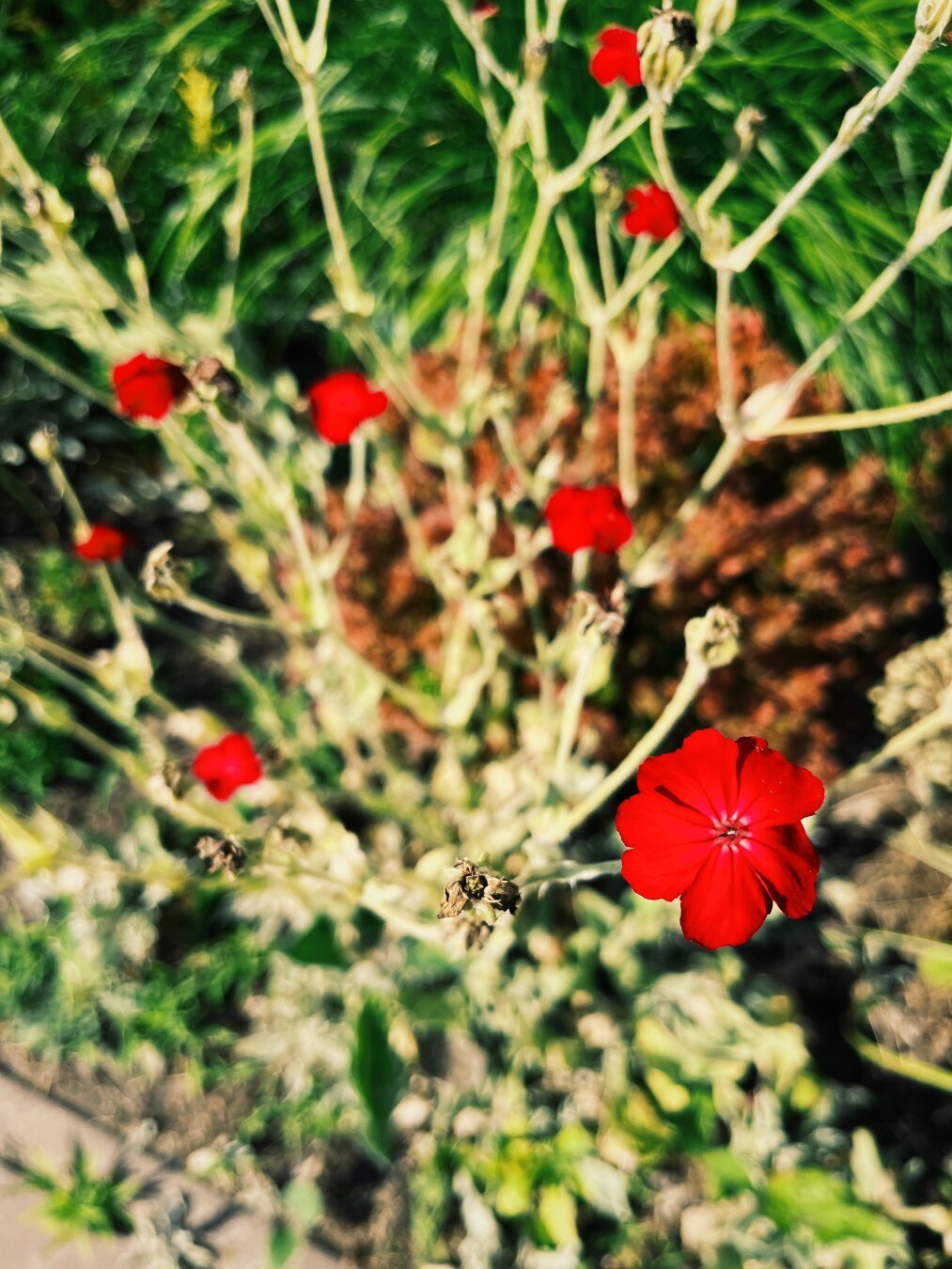 Vivid red flowers, small and short, photographed from above, with the ground and light green flora seen in the background.