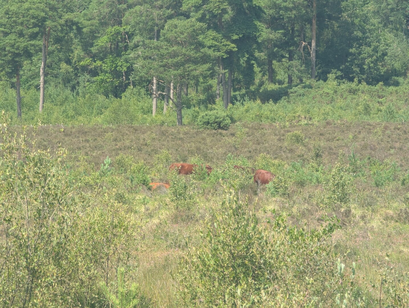 An area of scrub, grass, and small trees backed by tall mature mixed woodland. In the centre of the picture four or five brown shapes are visible, the backs of cattle half hidden in the vegetation.