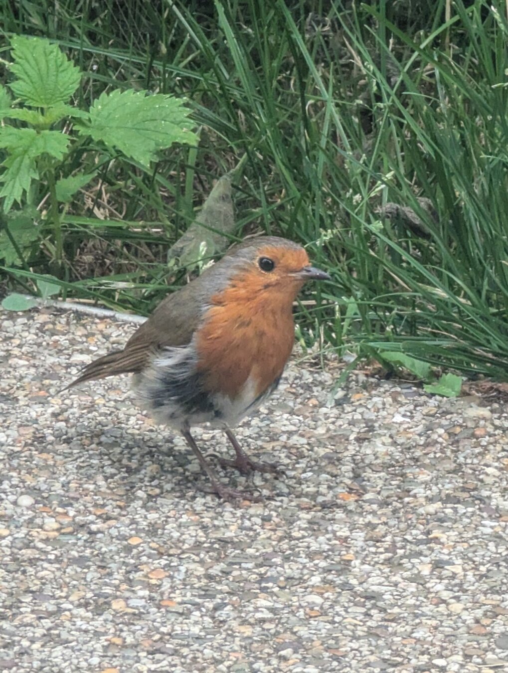A European robin (Erithacus rubecula) on a gravel path with grass and leafy plants behind it. one beady eye looks into the camera.