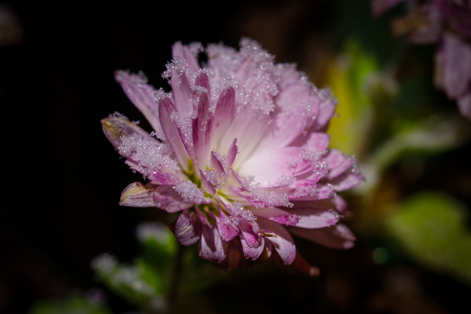 a photograph of a little pink flower wirh tiny ice crystals on its petals