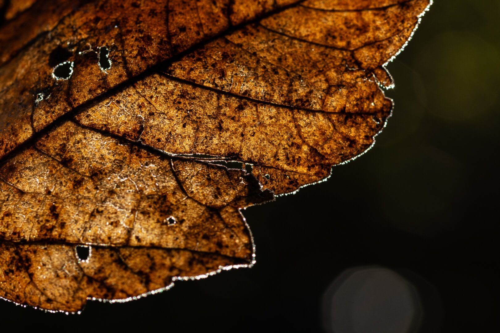 a photograph of a frozen leaf. The ice on the edges of the leaf and around the holes reflect the sunlight