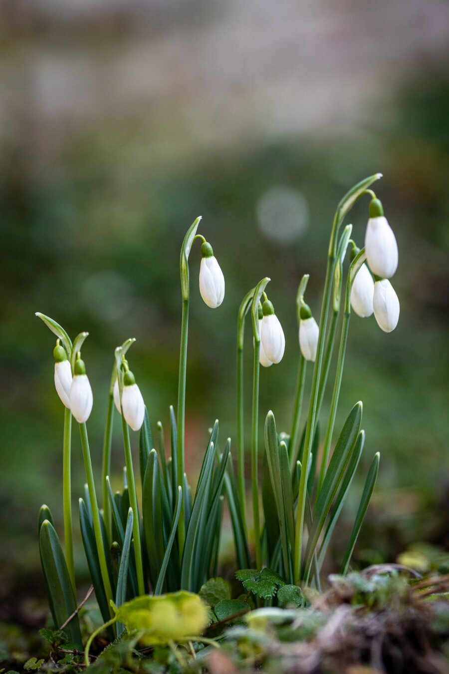 a photograph of some snowdrops