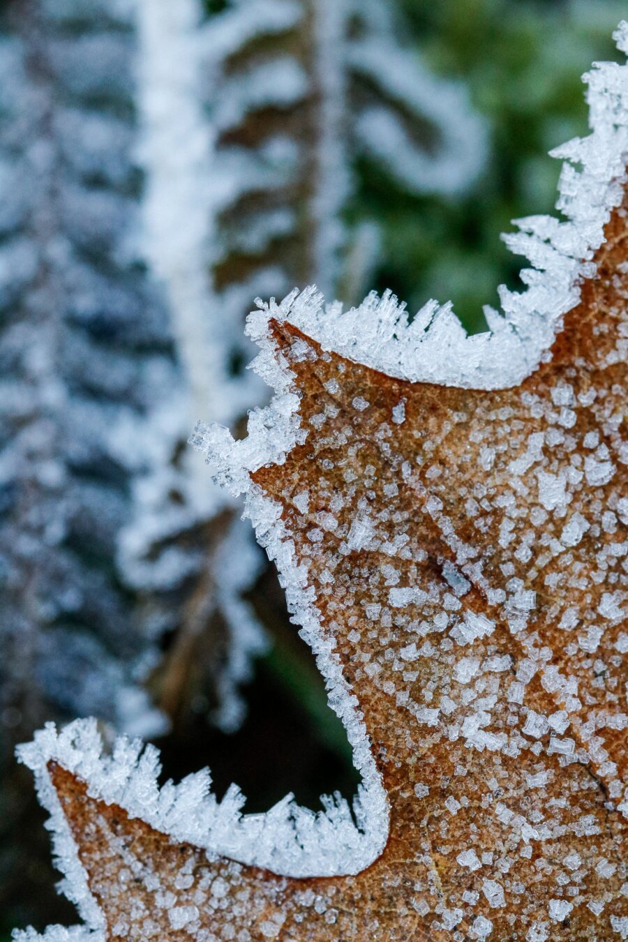 a photograph of a brown leaf with ice crystals on both its edge and surface

the ice crystals on the edge are standing tall