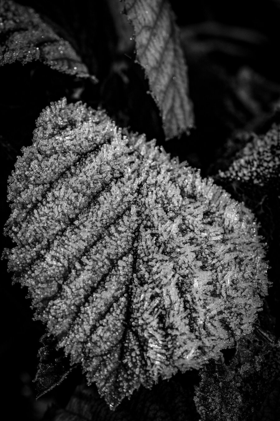 a photograph of a leaf covered with ice crystals