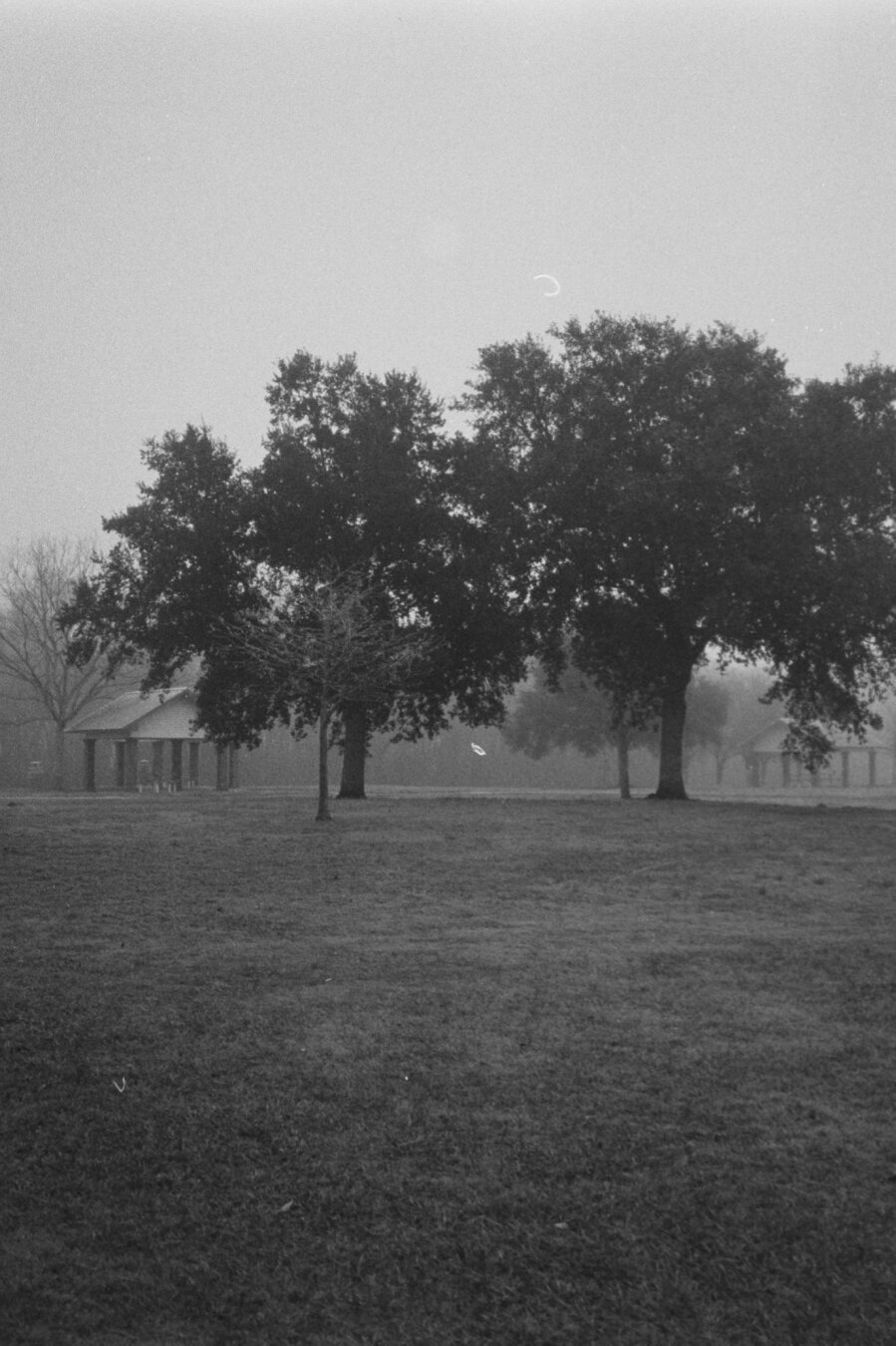 A vertical oriented black and white photo of trees in the fog at a highway rest stop.