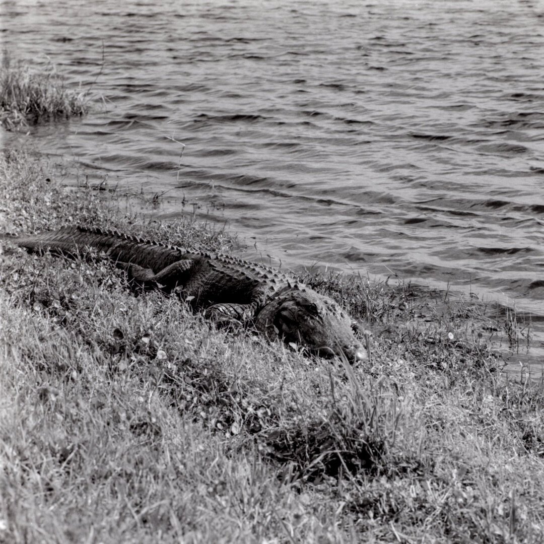 Black and white photo of an alligator sunning themselves by Lake Apopka