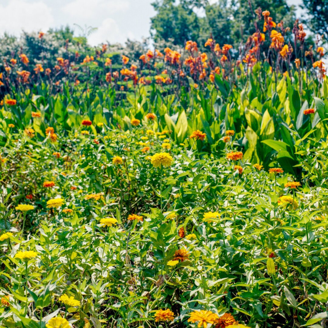 A color photo of a mostly green field with bright flowers dotted throughout.