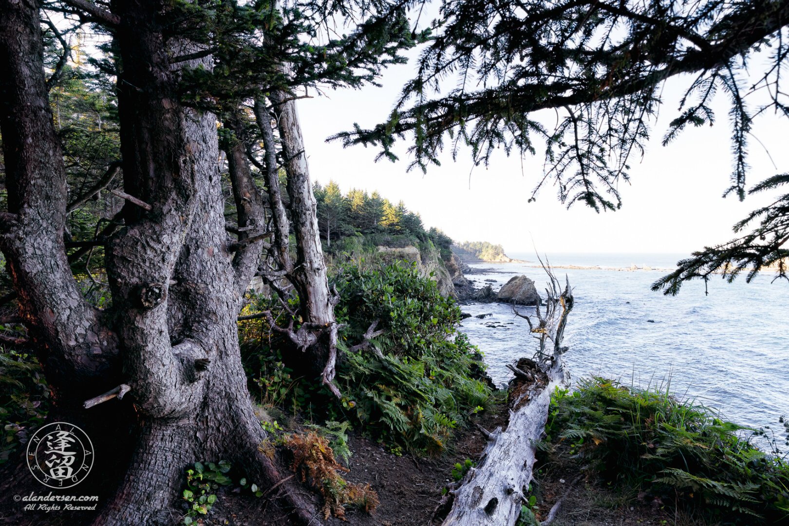 Looking out over the calm ocean from amidst the thick forest atop a cliff on the rugged Oregon coastline. 

A thicket of pines stand to the left, with their coarse and tactile bark. A dead decayed pine trunk lays at your feet, jutting out over the cliff edge. 

A large pine branch frames the top of the photo, against a clear sky.

In the distance lies the above-water portion of the Simpson Reef, a wildlife preserve, from which you can hear the cacophonous barking of the California Sea Lions. 

The forest around you is dark, and you can see the sunlight touching the tree tops off in the distance as it rises in the early morning sky.