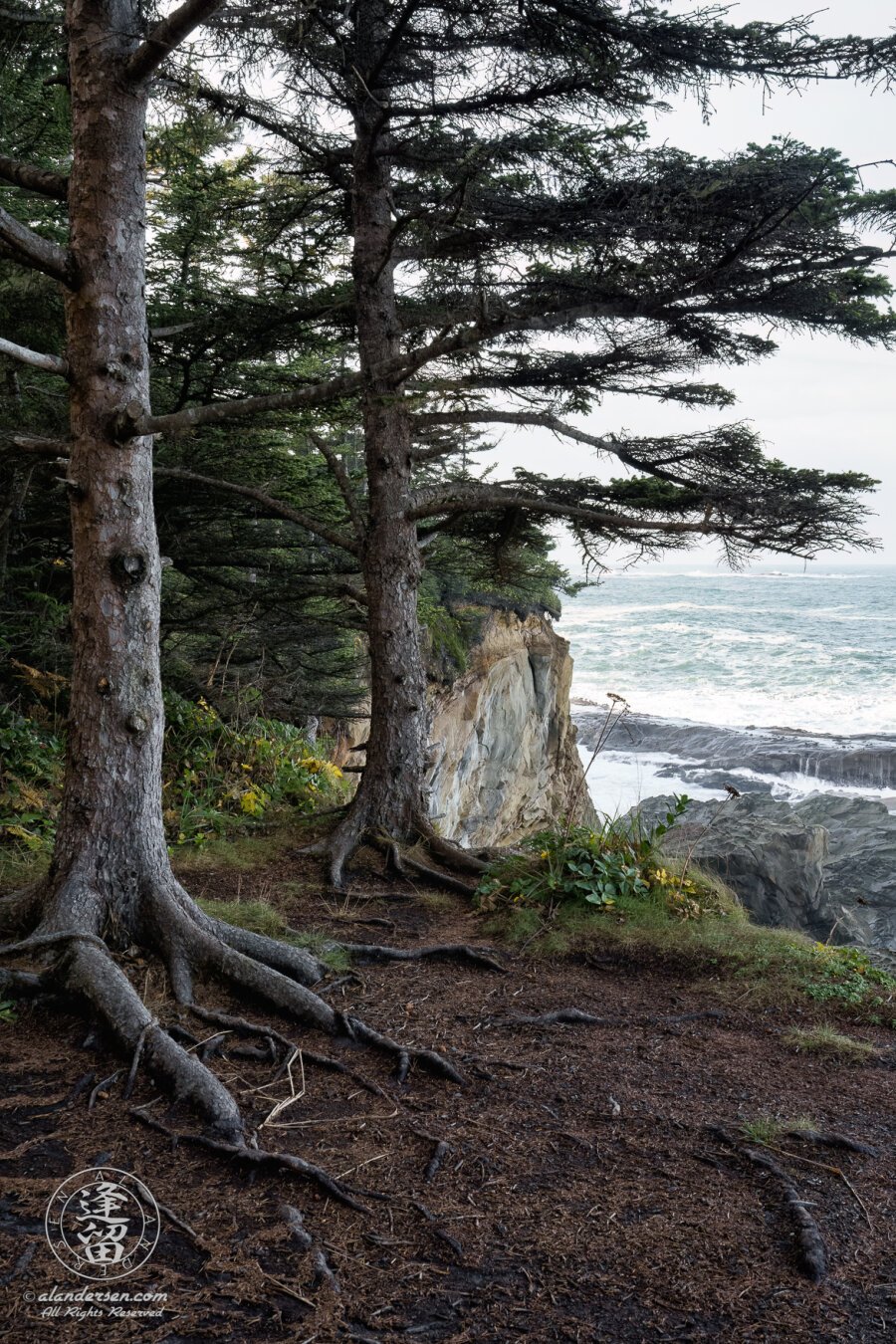 A color photo of two evergreen trees standing on the edge of a cliff overlooking the blue waters of the ocean, their roots snaking through the soil.