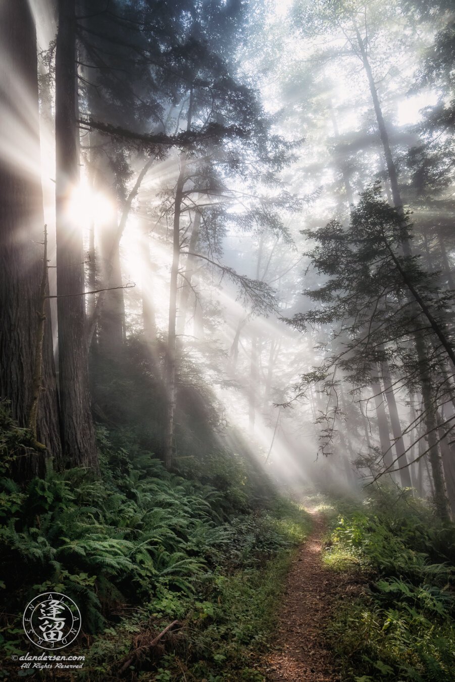 Sun rays beam down through the morning mist to light path bordered by green ferns and giant redwood and Alder trees.