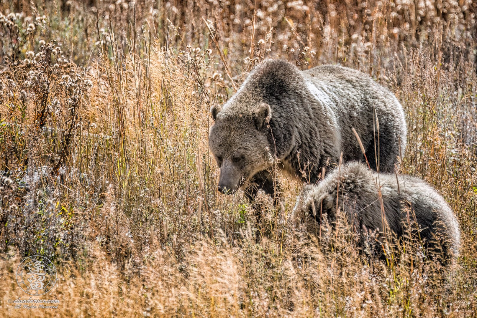 A female Brown Bear (grizzly) in a meadow of dried brown grasses and flowers, teaching her young cub how to forage for roots, grubs, and termites.