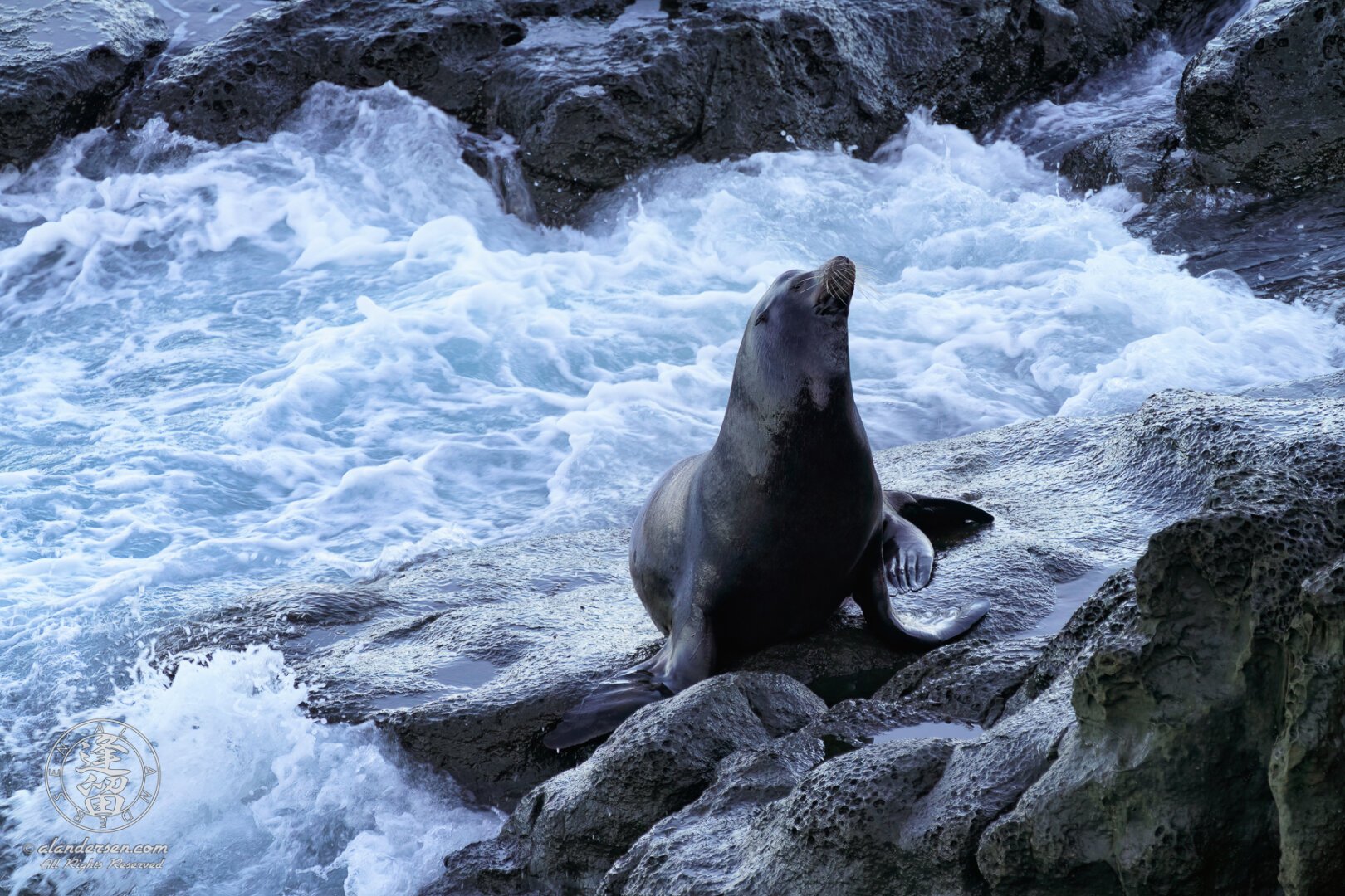 A color photograph of a California Sea Lion (Zalophus californianus), just out of the ocean, taking a moment to air-dry itself on the slippery rocks before it lumbers off to find a sunny spot to sleep and dry off in.