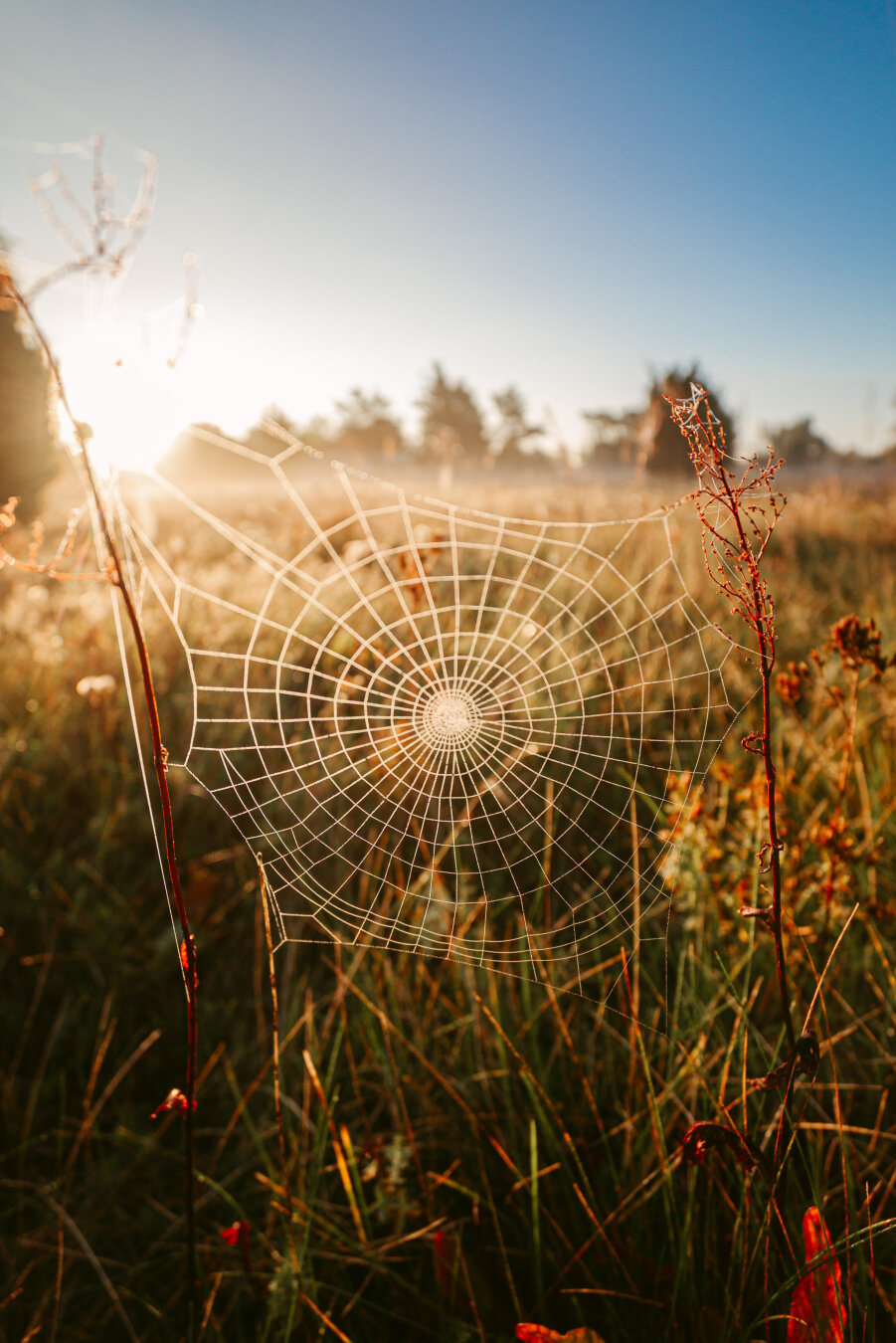 The photograph captures a stunning spider web in a golden-lit meadow at sunrise or sunset. The web is perfectly symmetrical, with intricate circular threads radiating from a central point like precise geometric lines. It's stretched between thin, reddish-brown plant stems in a field of tall grass and wild vegetation.
The background is soft and blurred, with trees or forest silhouettes visible in the distance. Warm, bright sunlight streams into the scene from the left side, creating a glowing, ethereal effect that illuminates the delicate web strands. The light makes the web appear almost translucent, with each thread catching and reflecting the sunlight.
The surrounding vegetation is a mix of green grasses and reddish-brown dried plants, giving the scene a warm, autumnal feel. The web stands out as a pristine, white geometric marvel against the textured, organic background of the meadow.
The image beautifully showcases the incredible architectural skill of spiders. The photograph captures a stunning spider web in a golden-lit meadow at sunrise or sunset. The web is perfectly symmetrical, with intricate circular threads radiating from a central point like precise geometric lines. It's stretched between thin, reddish-brown plant stems in a field of tall grass and wild vegetation.
The background is soft and blurred, with trees or forest silhouettes visible in the distance. Warm, bright sunlight streams into the scene from the left side, creating a glowing, ethereal effect that illuminates the delicate web strands. The light makes the web appear almost translucent, with each thread catching and reflecting the sunlight.
The surrounding vegetation is a mix of green grasses and reddish-brown dried plants, giving the scene a warm, autumnal feel. The web stands out as a pristine, white geometric marvel against the textured, organic background of the meadow.
The image beautifully showcases the incredible architectural skill of spiders.