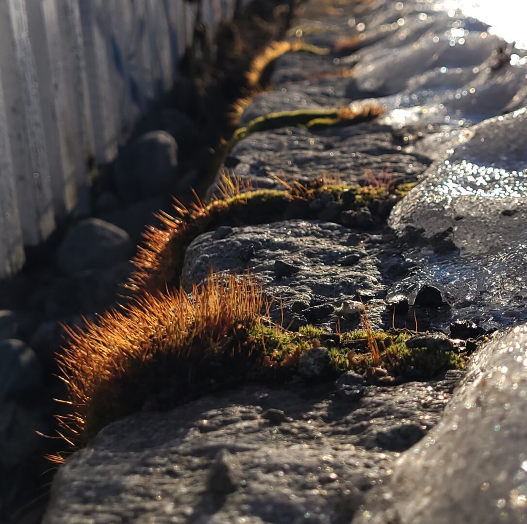 Red and green moss in the sunshine, between cobblestones in front of a white picket fence, surrounded by melting ice and snow.