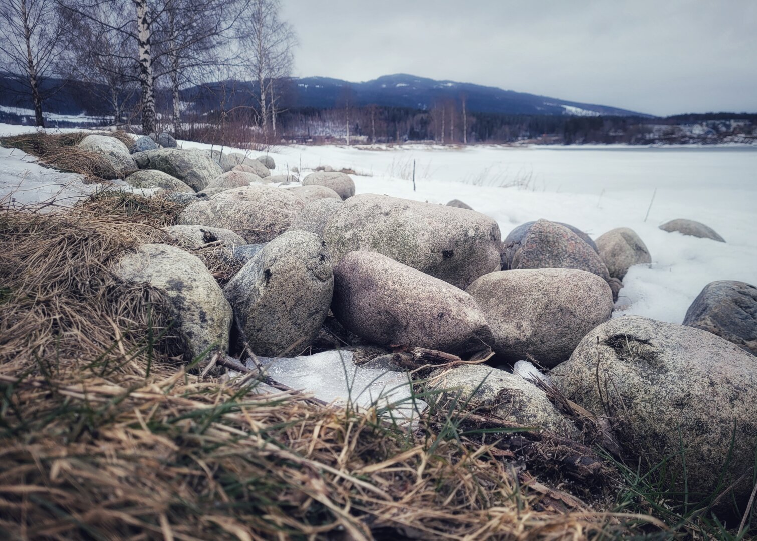 A shoreline of a frozen lake. The stones are free from snow and first green grass can be seen amongst the brown from last year. Rolling hills on the other side of the lake. The sky is grey.
