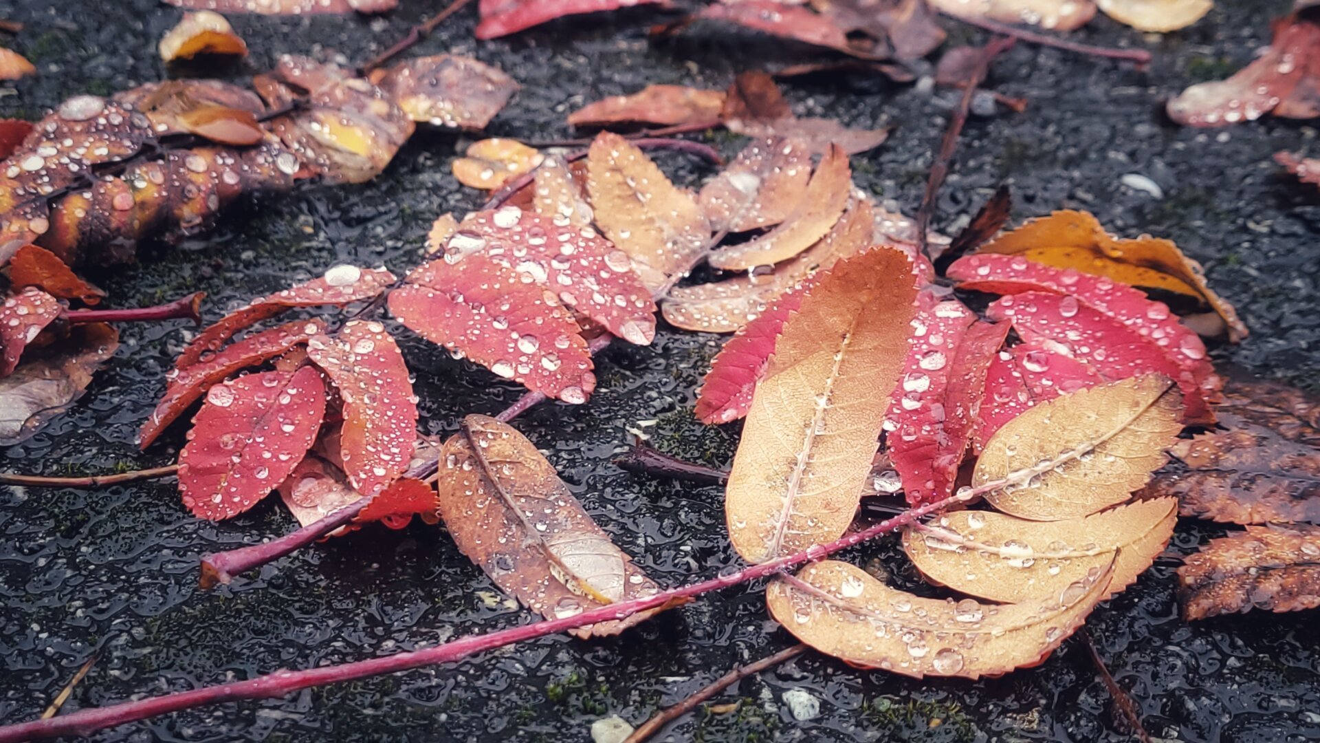 Different kinds of leaves in different kind of decaying states and colour are lying on grey asfalt and black mud. Everything is coated with waterdrops.
