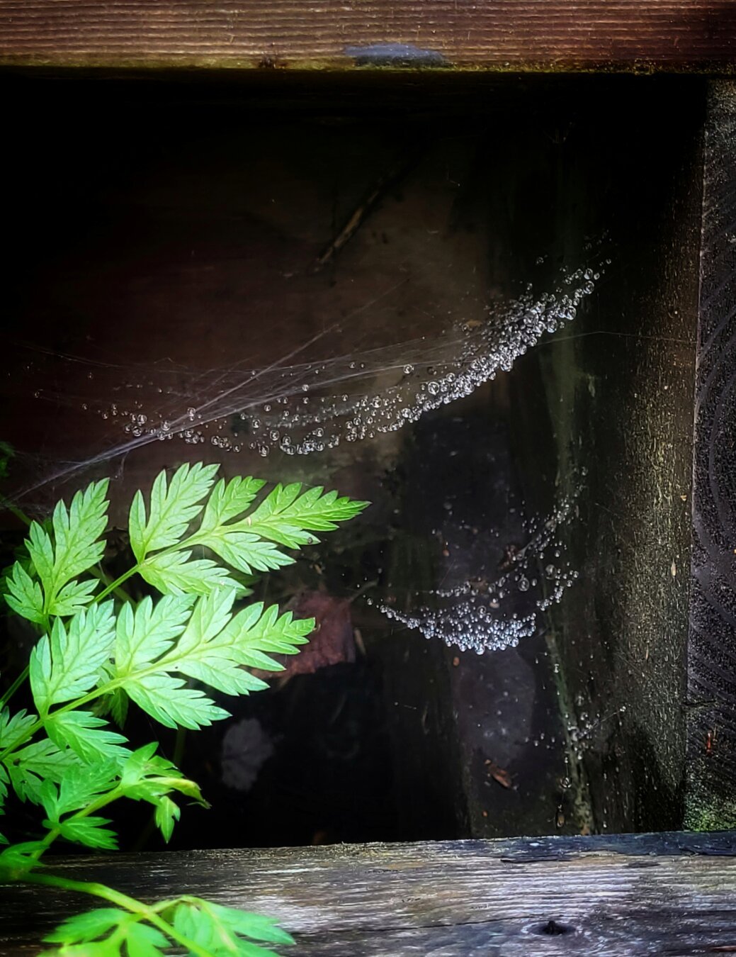 Water drops caught in spider webs under a wooden step. The drops shine in the indirect sunlight