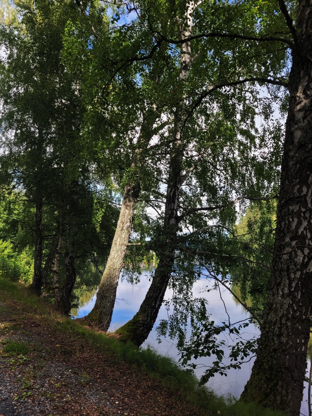 A row of trees on the river bank, only one of which is illuminated by the sun shining from the left, outside the picture. The river seen through the trees is calm and the slightly cloudy sky is reflected in it
