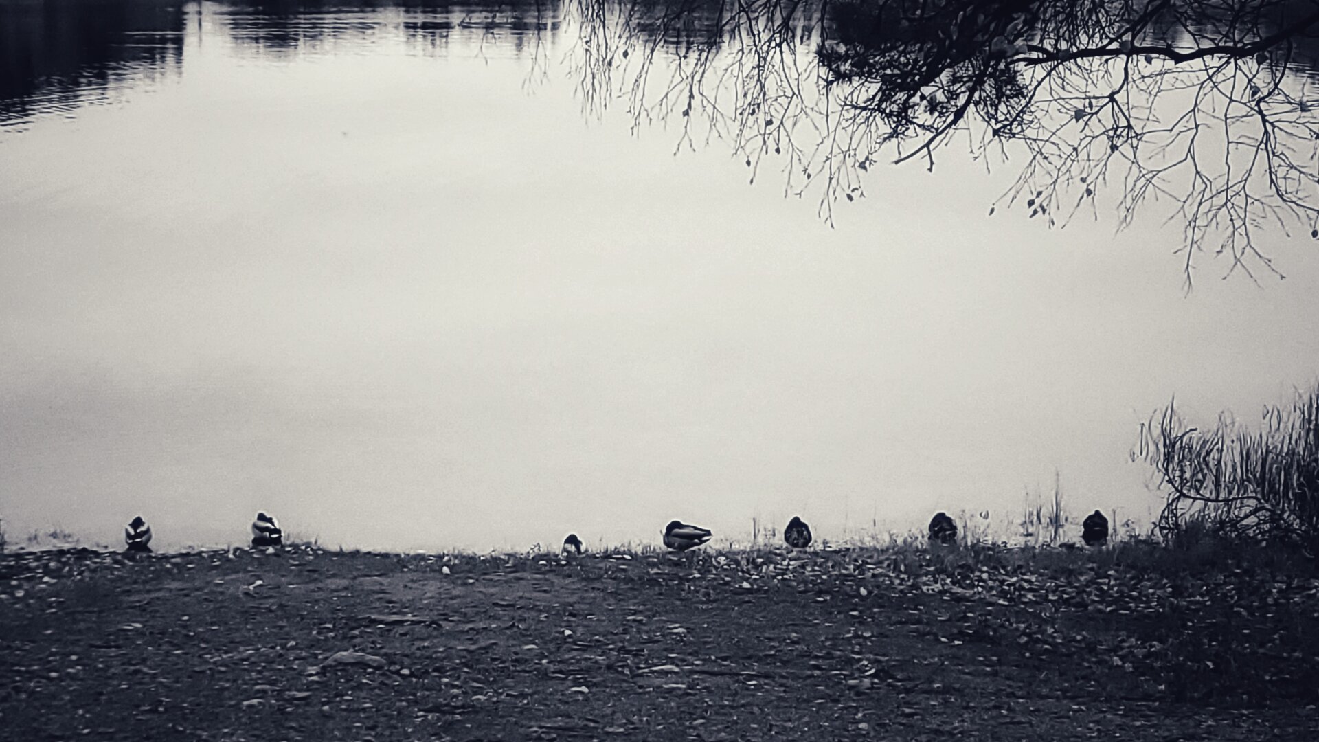 Seven ducks standing next to each other at the waterfront of a lake. B/W picture