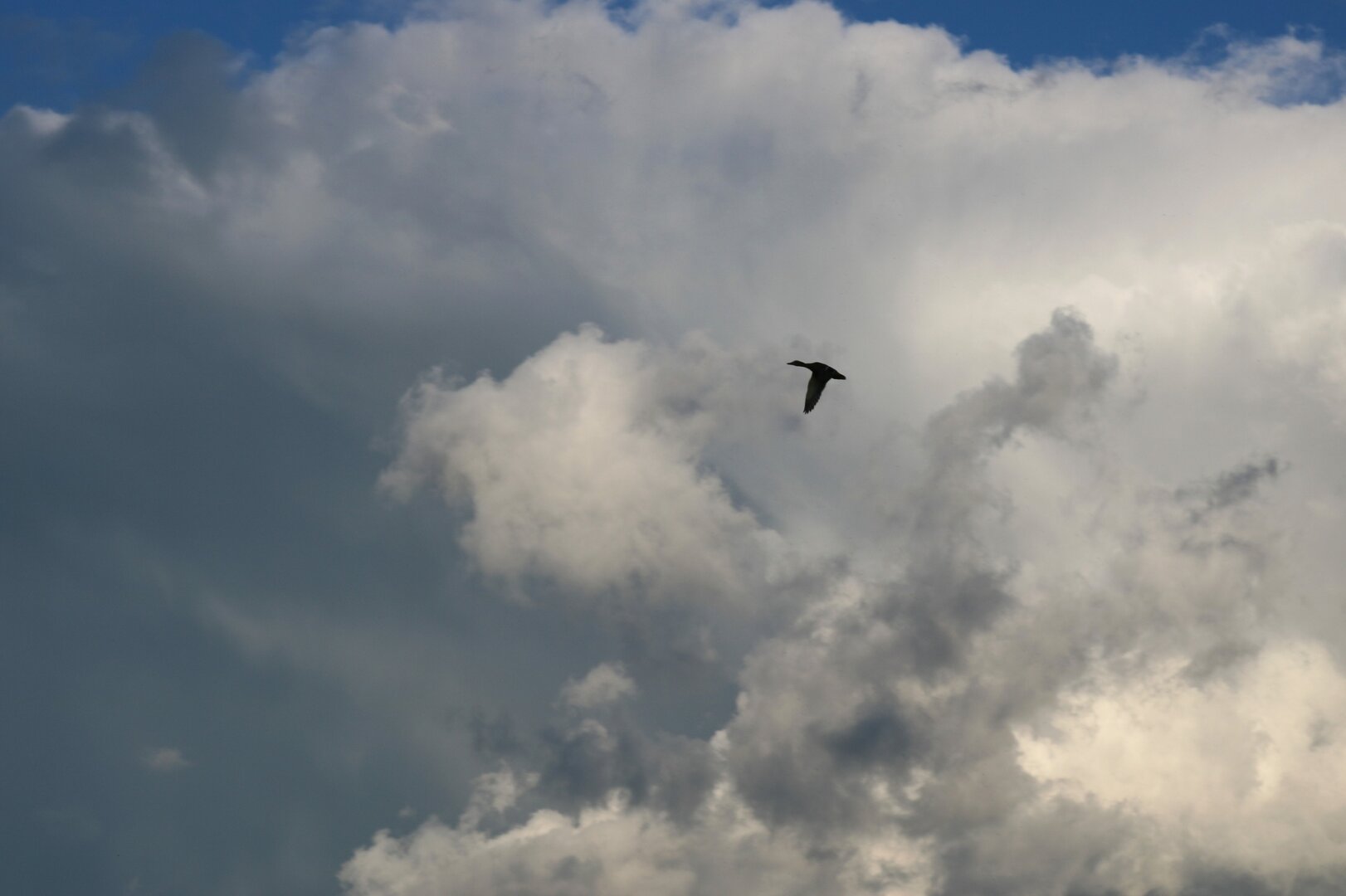 Photograph of a blue sky covered with menacing, cottony white and gray clouds. The black silhouette of a duck in flight with its wings folded stands out against the white clouds.

Photographie d'un ciel bleu se couvrant de nuages blancs et gris menaçants et cotonneux. La silhouette noire d'un canard en plein vol avec les ailes repliées se détache sur les nuages blancs.